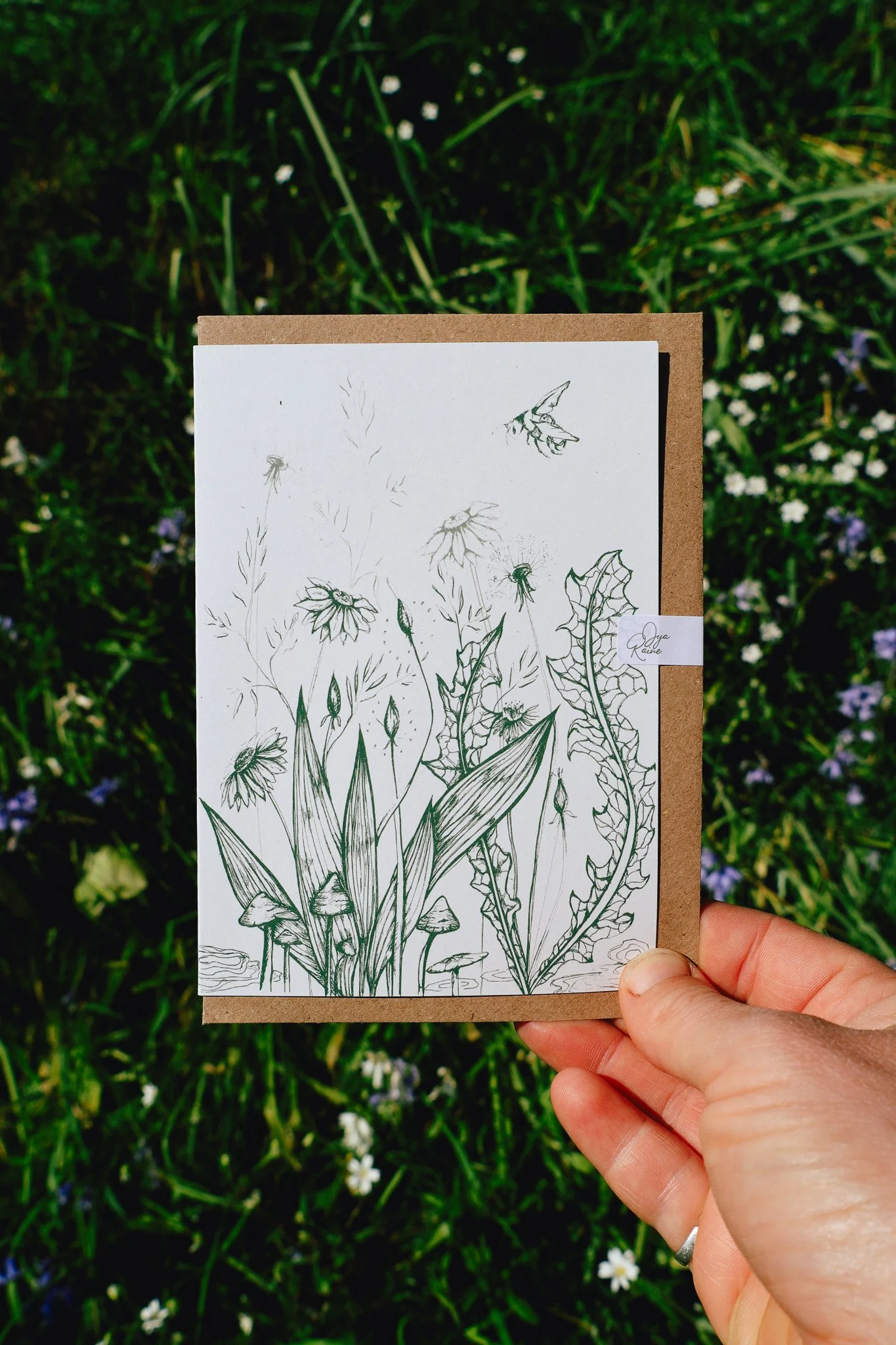 Meadow1.jpg