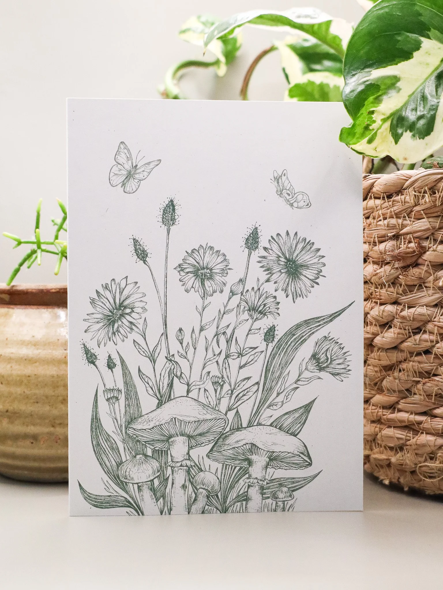 Calendula (green on white).jpg
