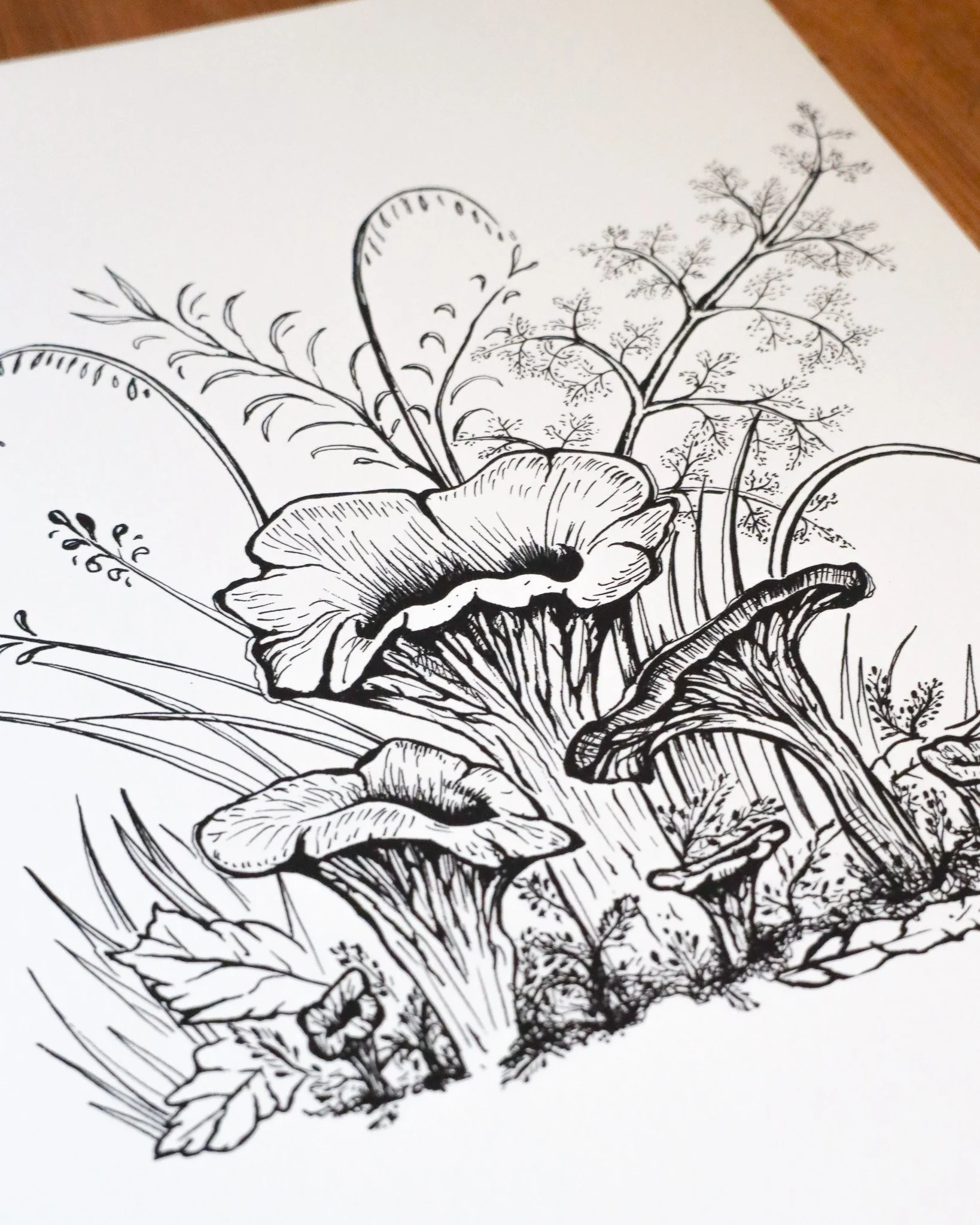 Chanterelle4.jpg
