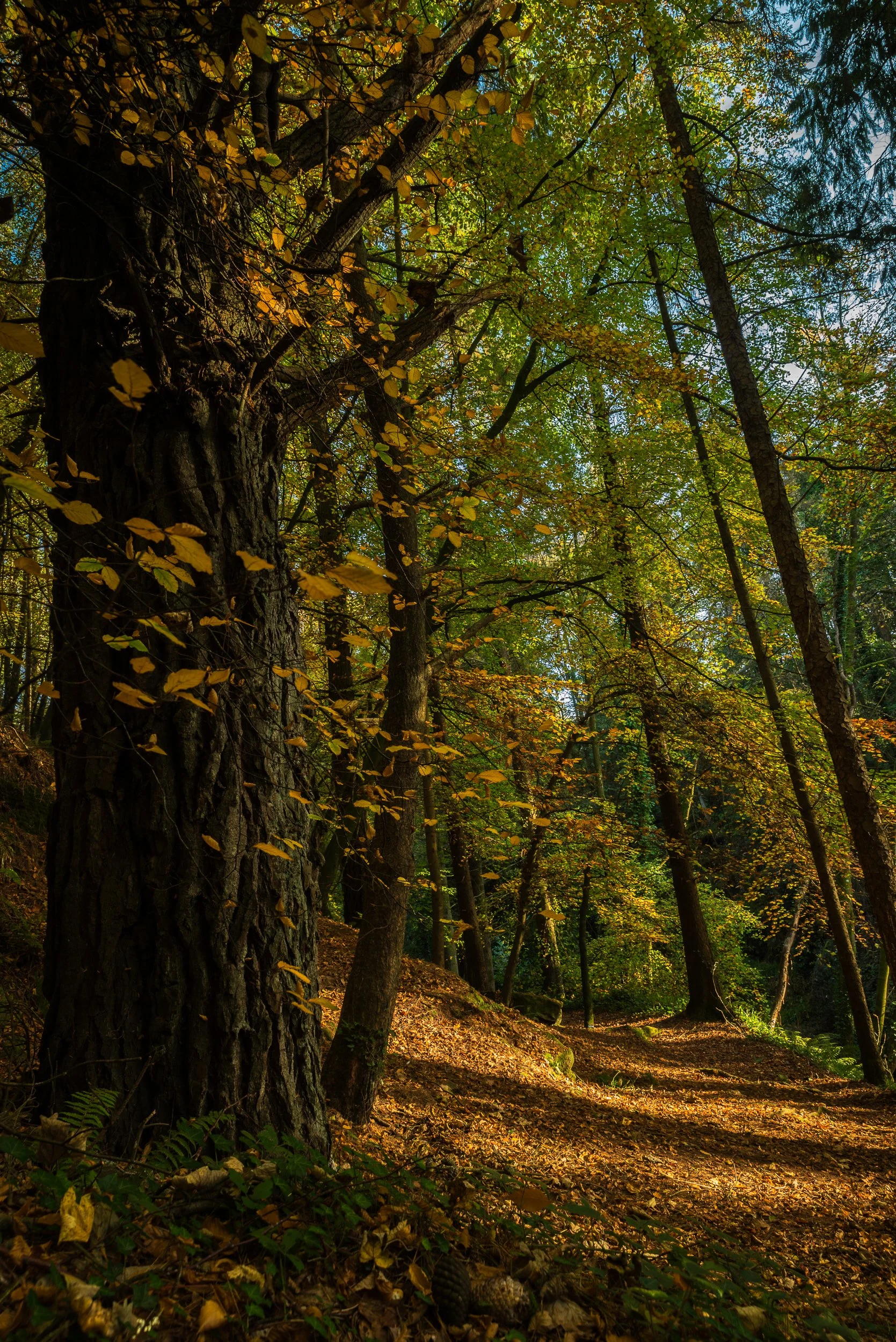 Autumn - Clare Glens