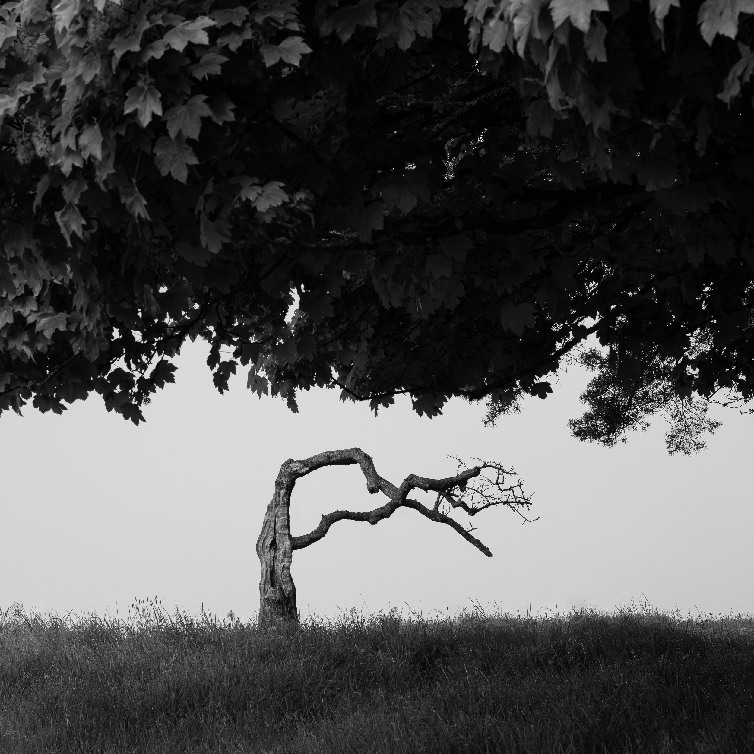 Shelter Wood.jpg