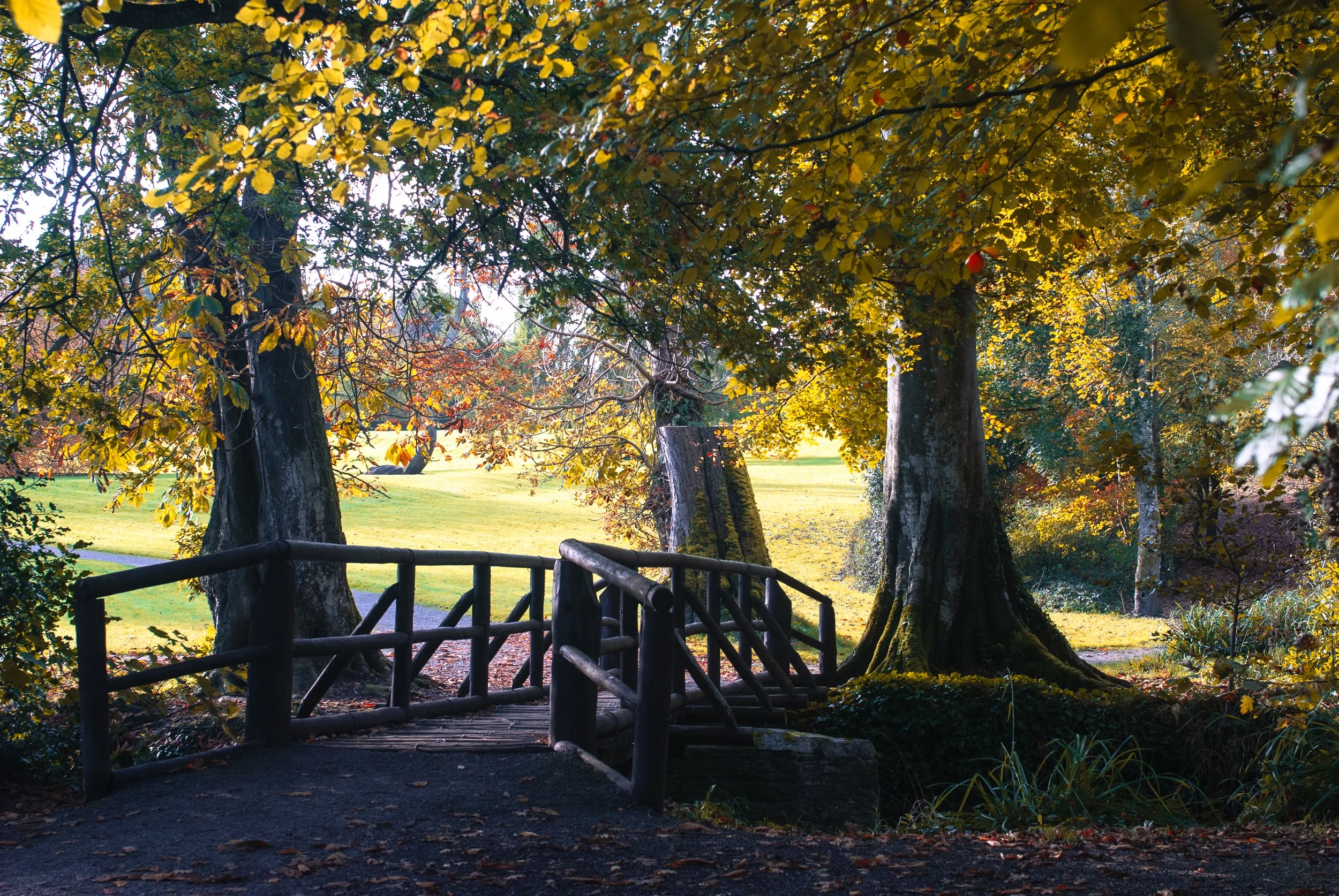 Autumn - Doneraile Park