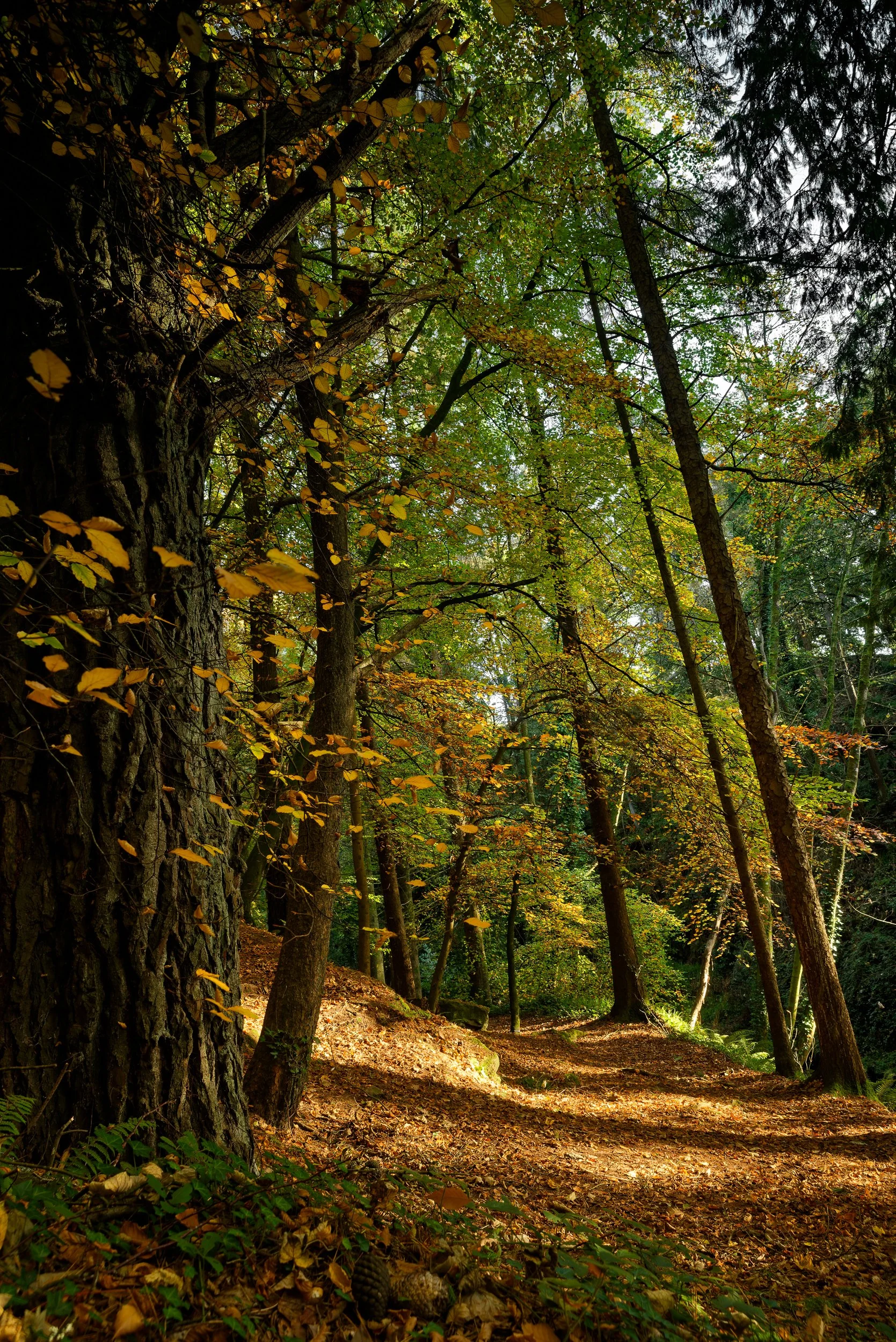 Autumn Leaing - Clare Glens 

 