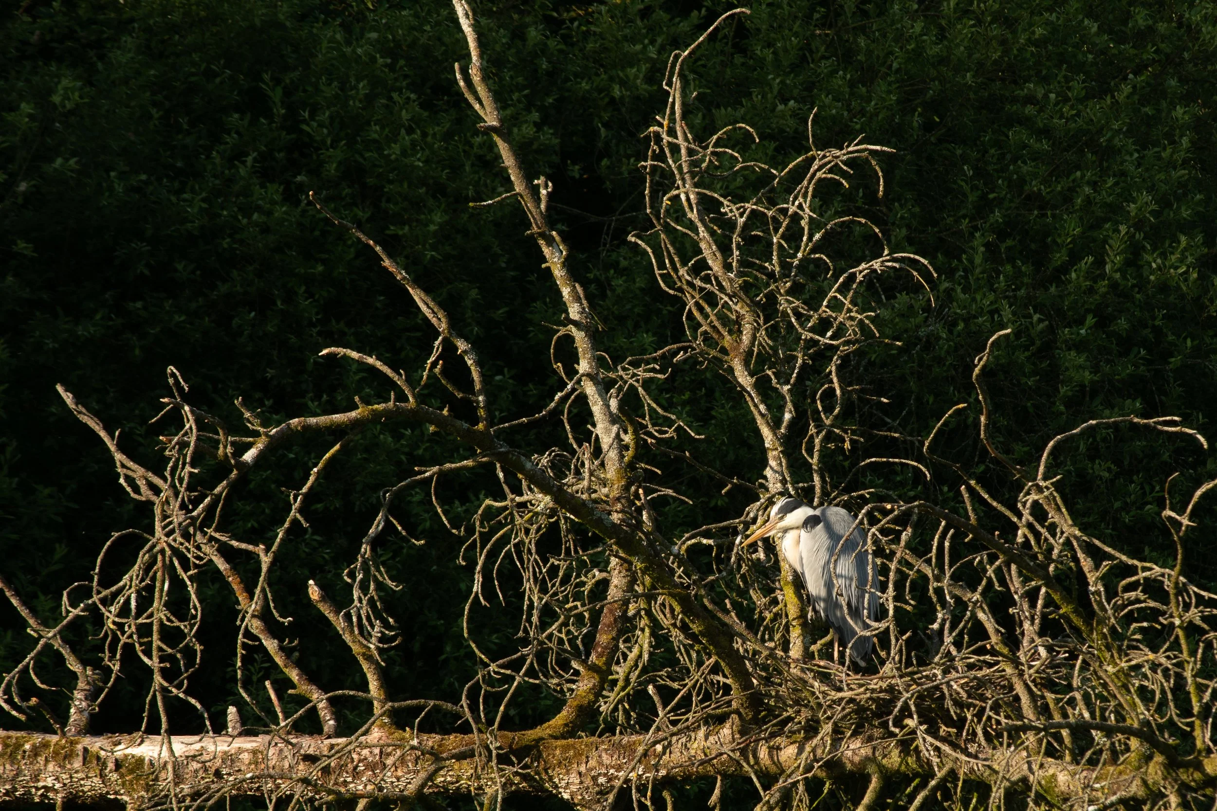 Heron - Doneraile Park.jpg