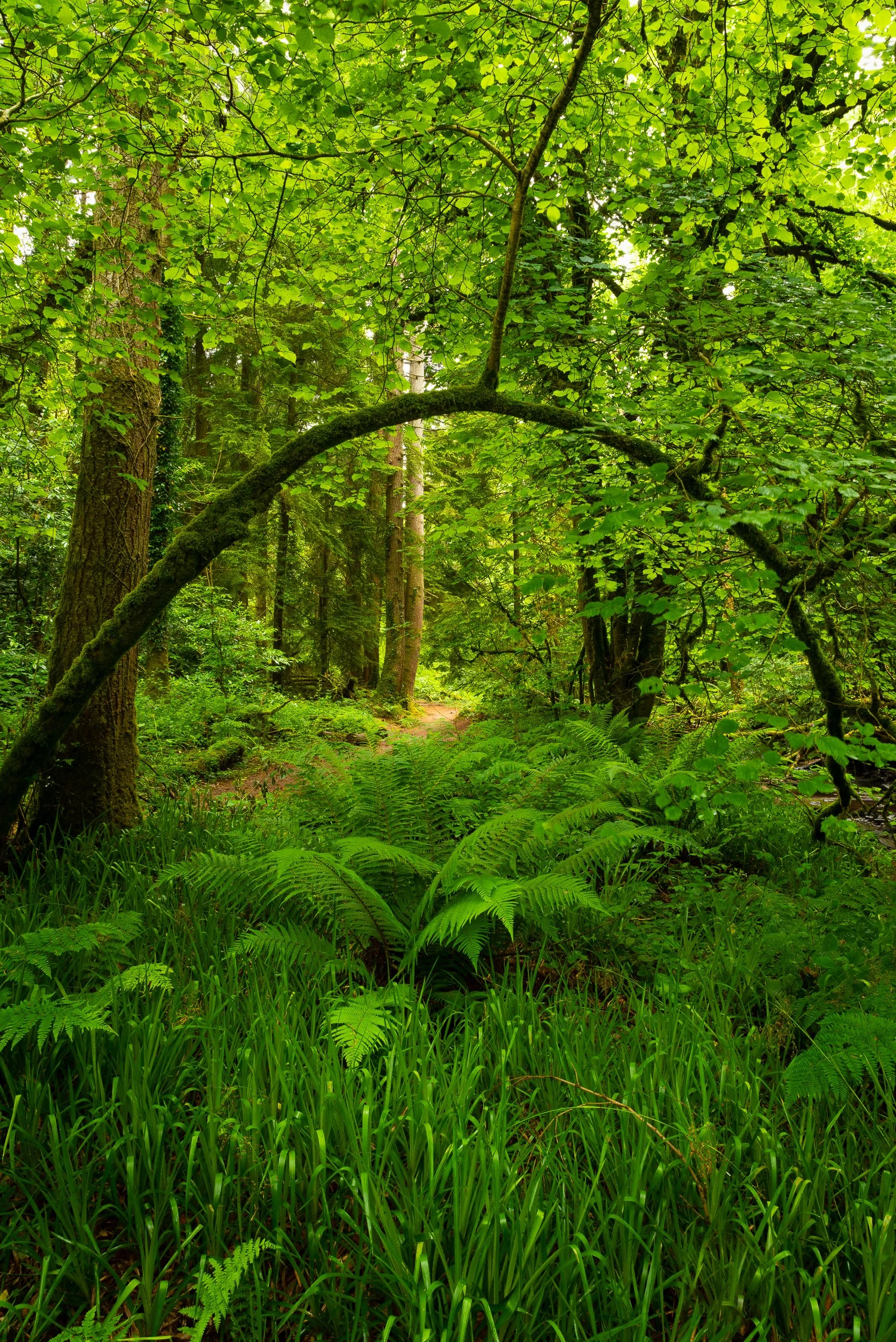 Woodland Arch - Ballyhoura
