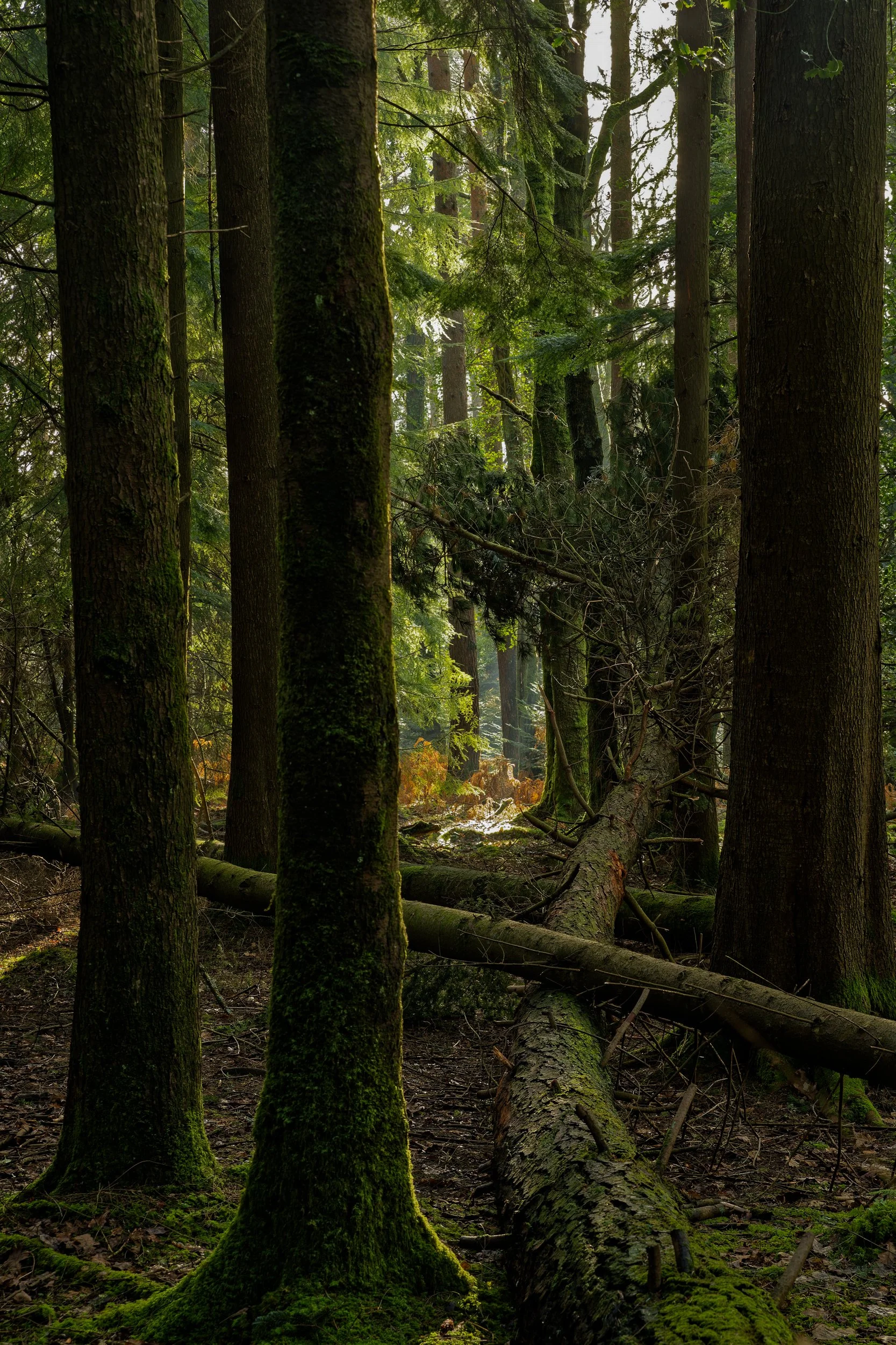 Woodland Spotlight - Glengarra Wood