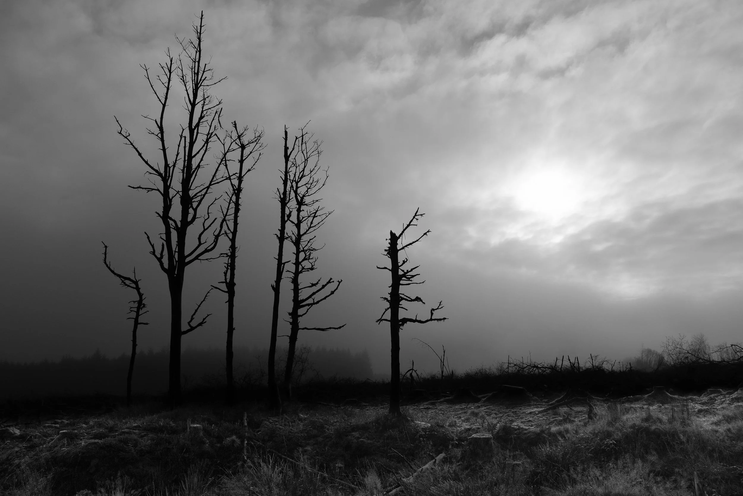 Still Standing - Ballyhoura  

 


