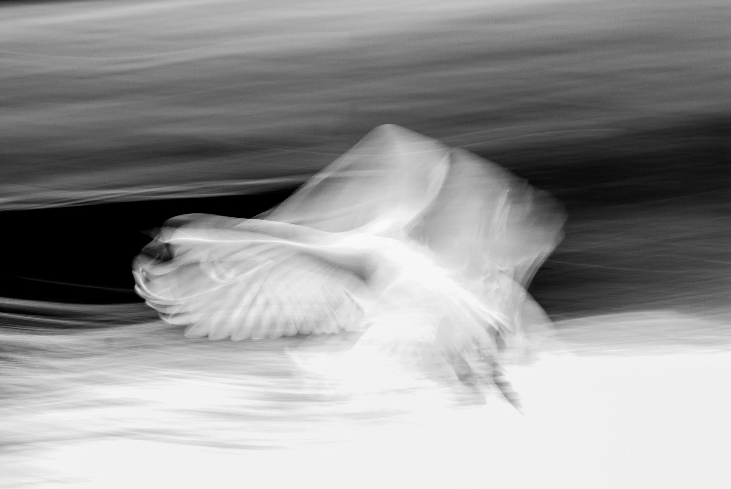 Elegance In Flight.jpg