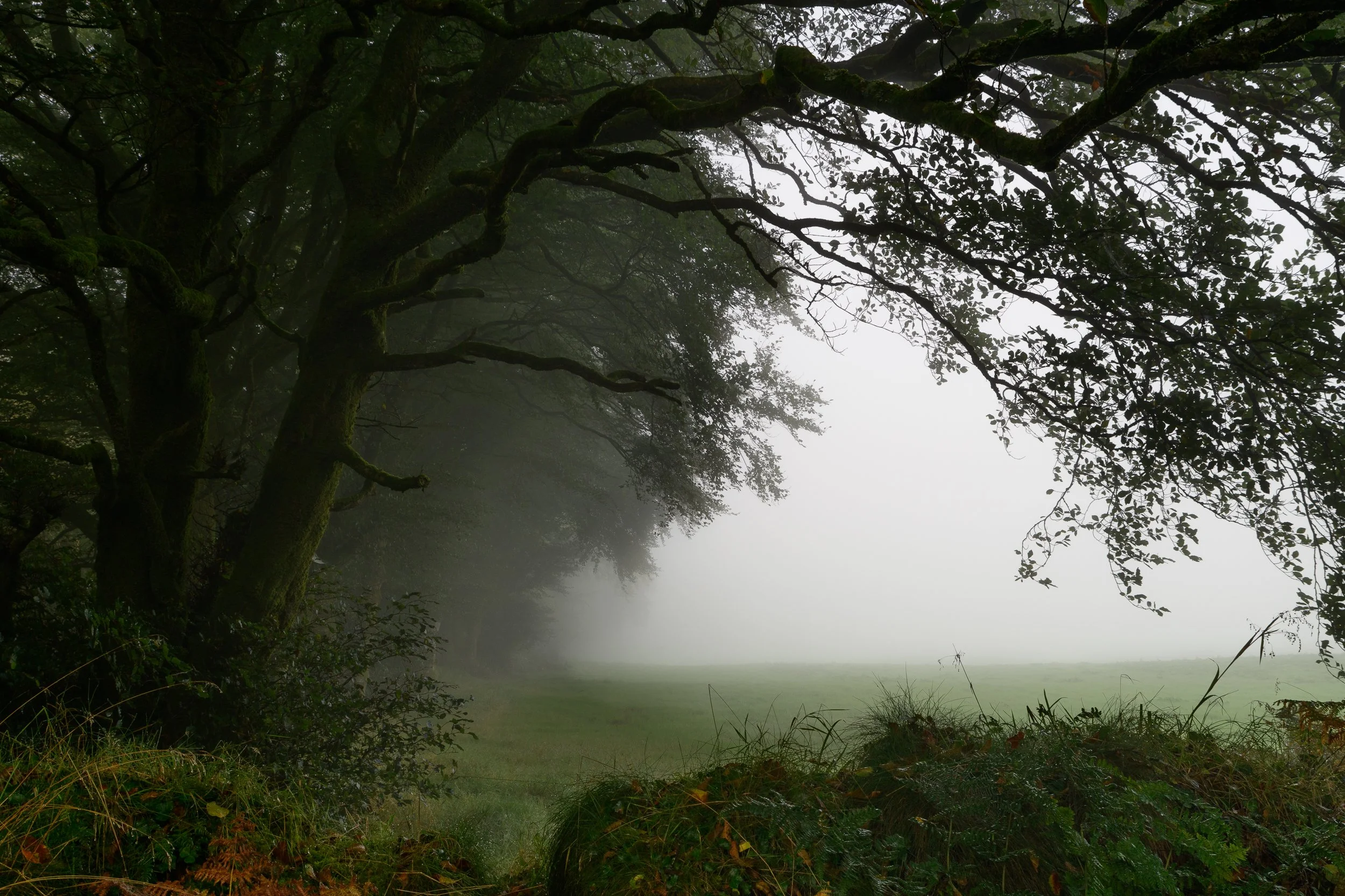 Early Morn - Ballyhoura