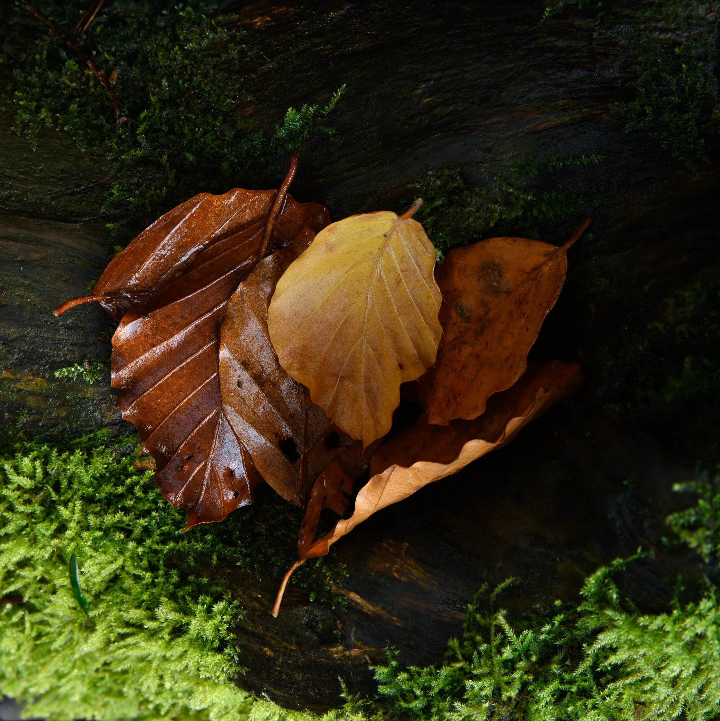 Huddle - Ballyhoura Woodland