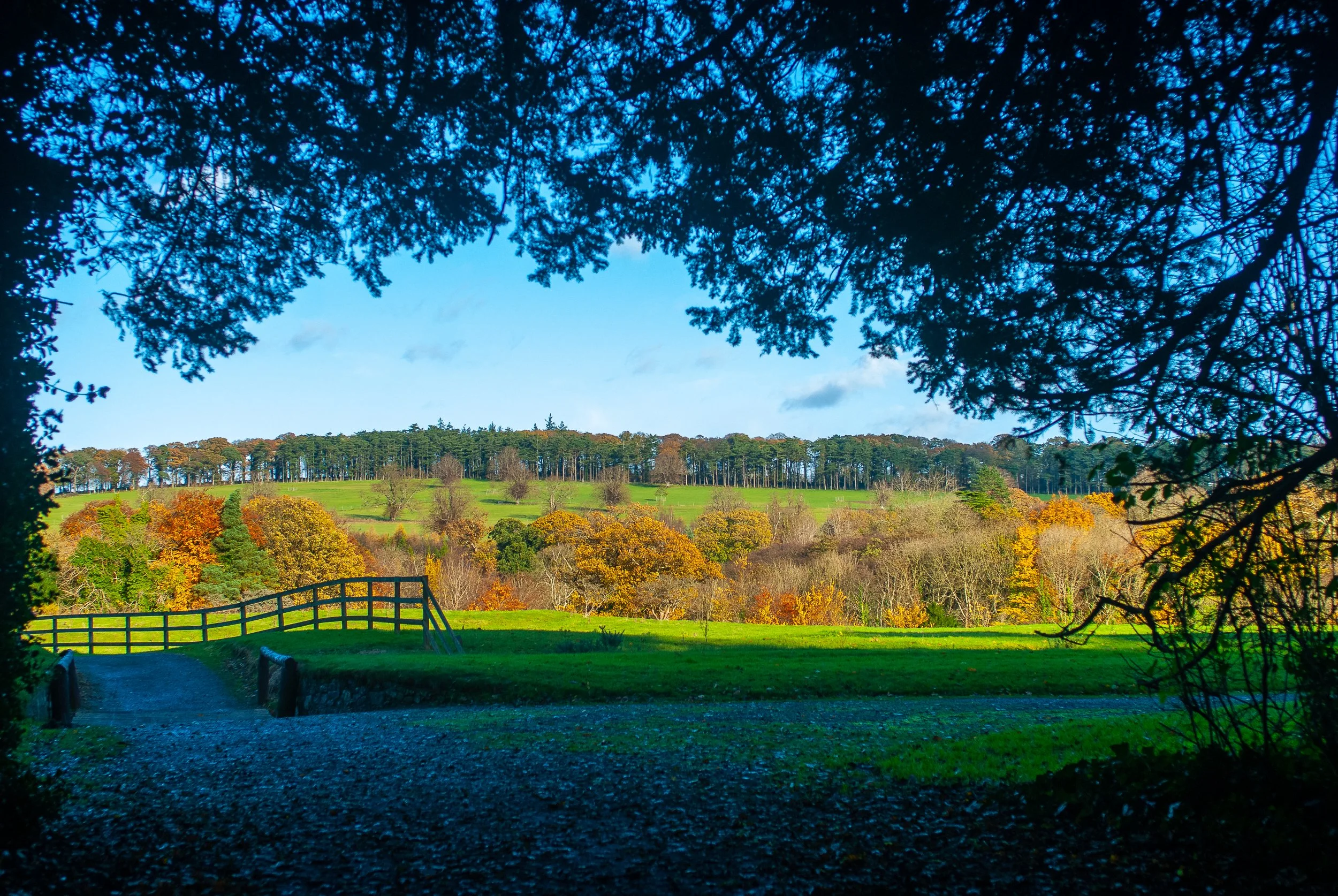 20081110_Autum Doneraile Pk._1222-Edit.jpg