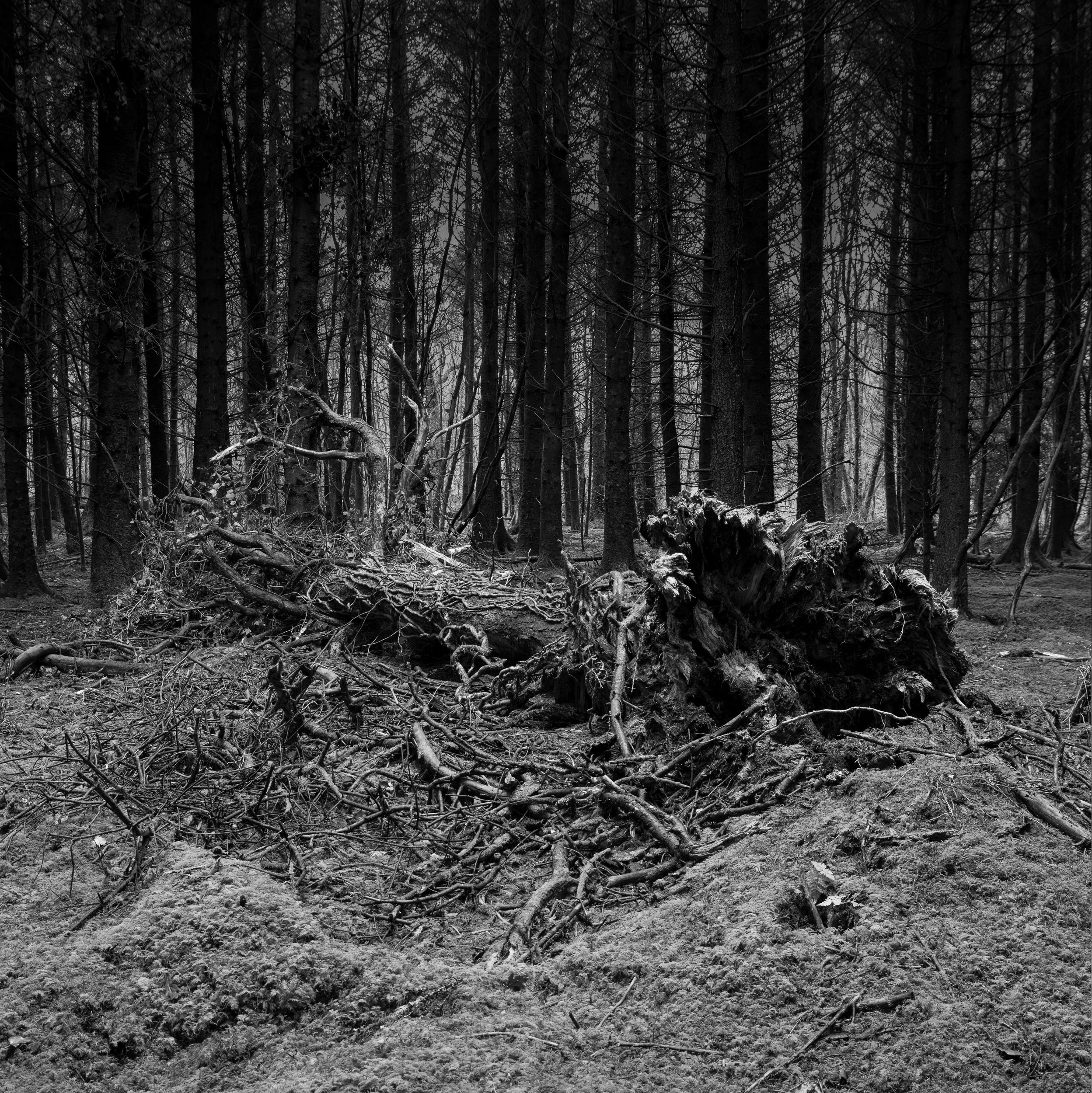 Woodland Wake - Ballyhoura  

 


