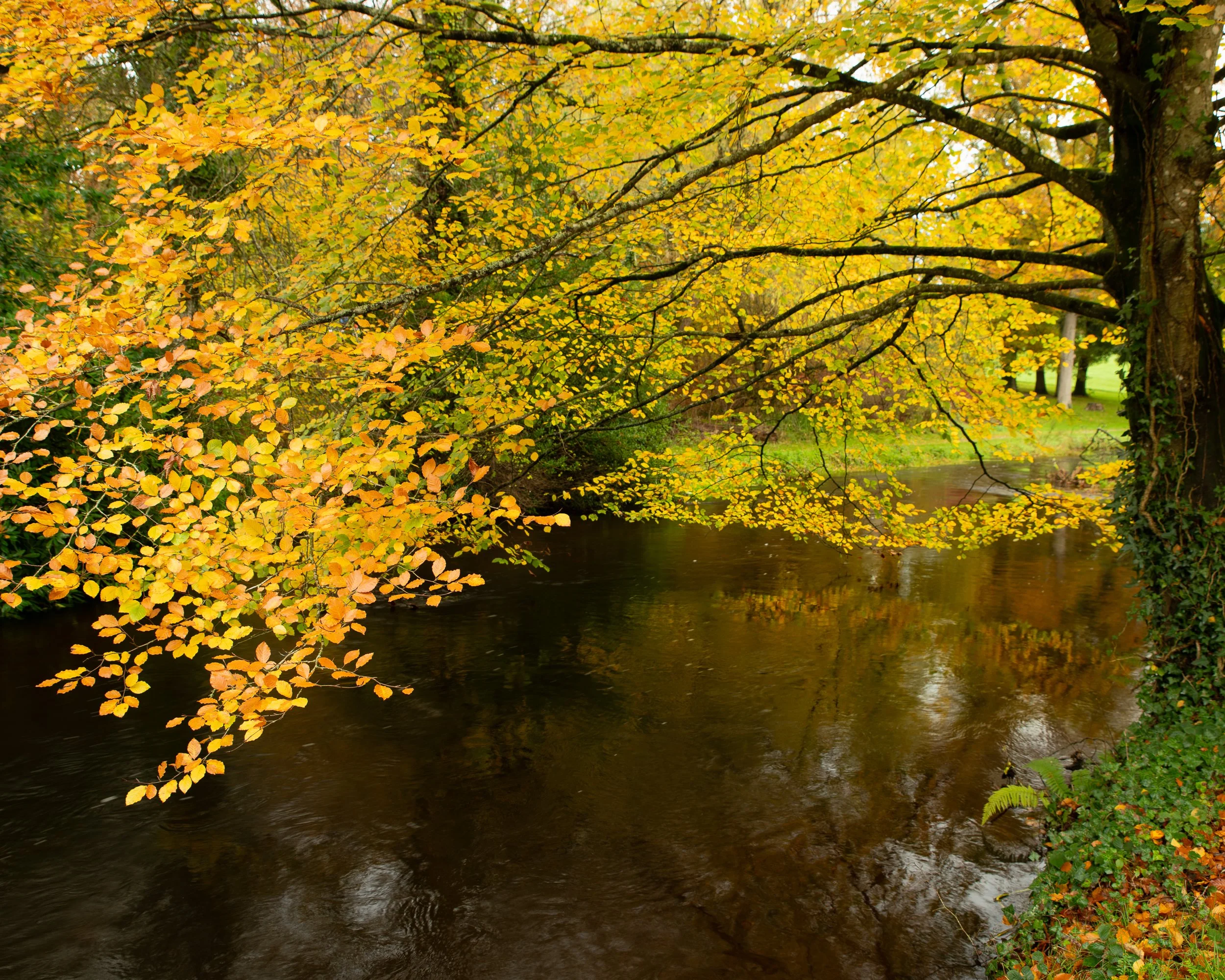 Autumn Reflections - Doneraile Wildlife Park