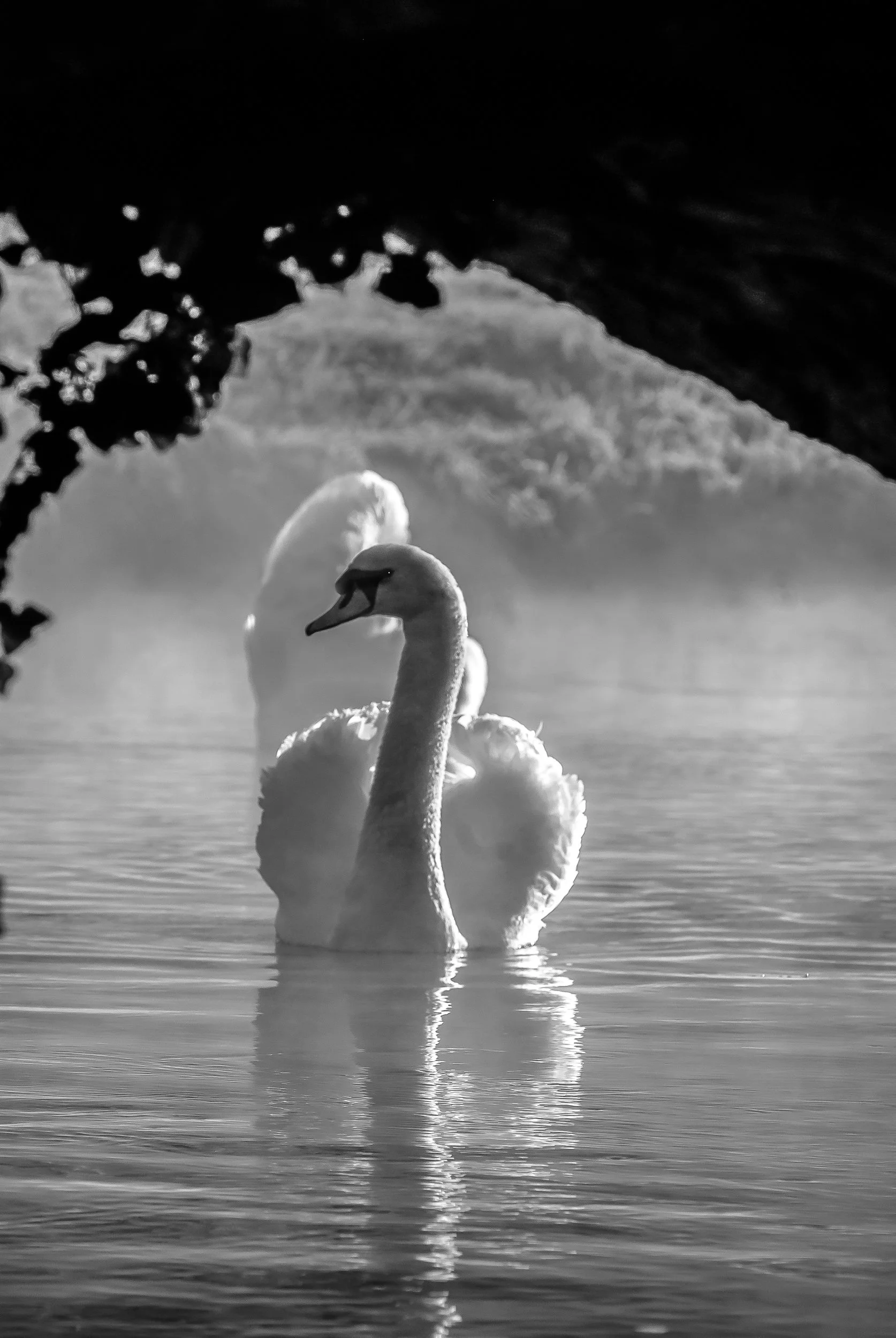 Serene Beauty.jpg