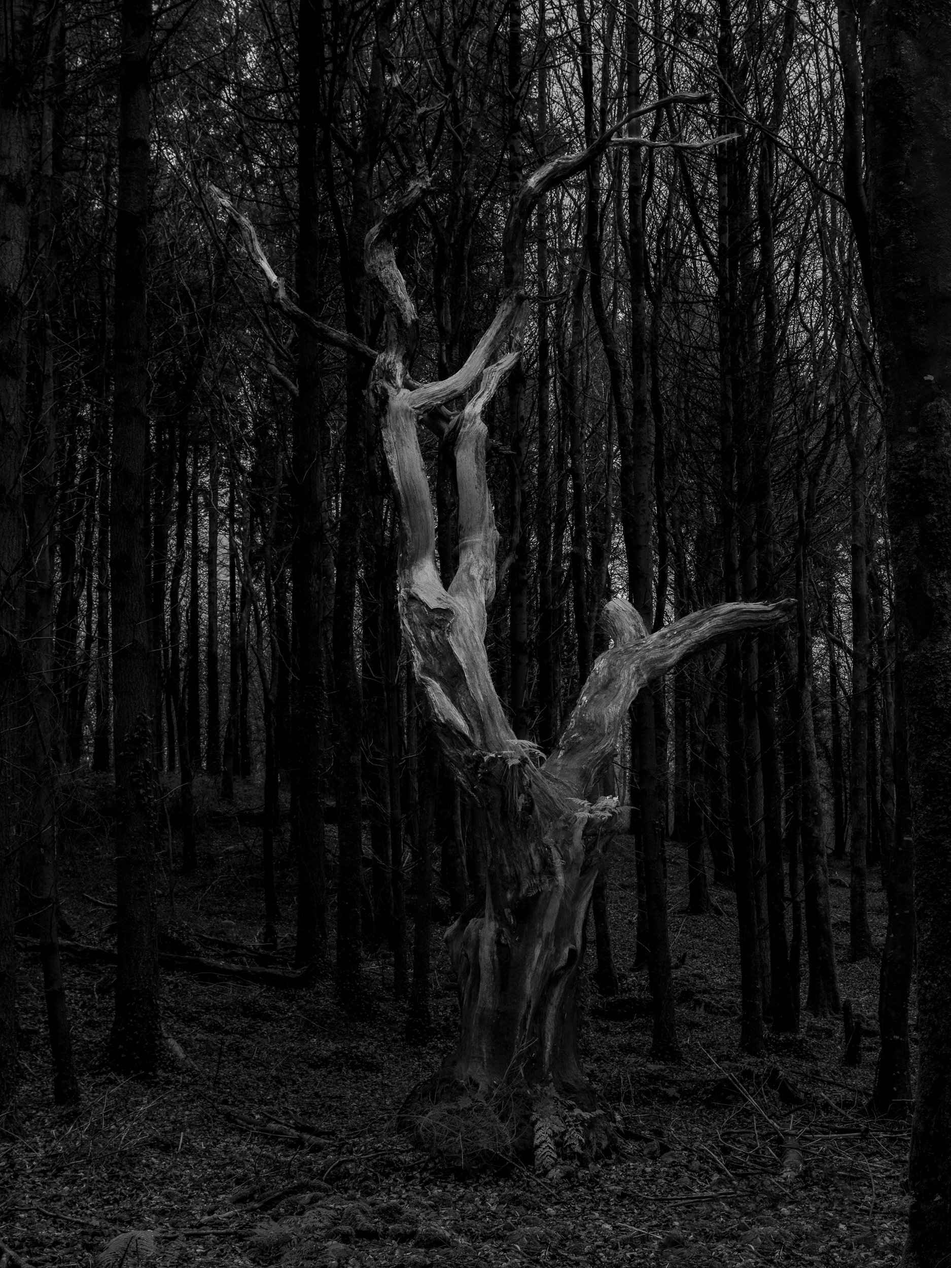 untitledluminance other adjustments-852634-Edit-Edit.jpg