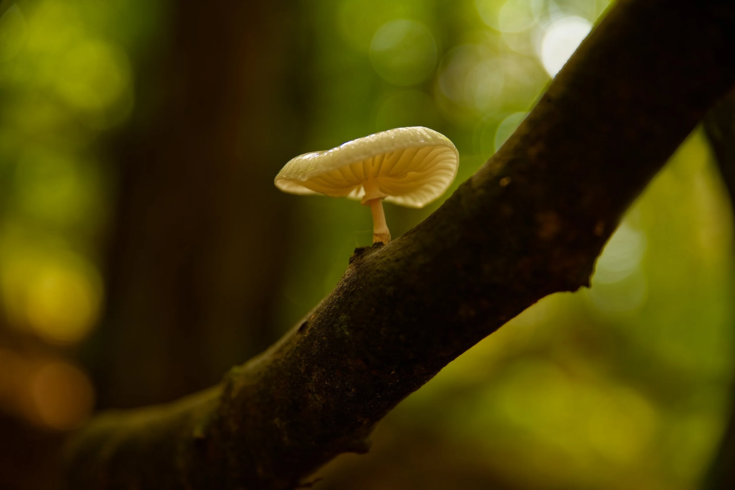 Emergence - Ballyhoura Woodland
