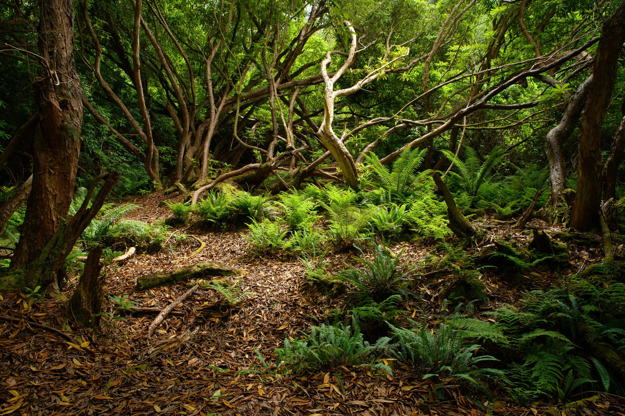 In The Spotlight - Glengarra Woods