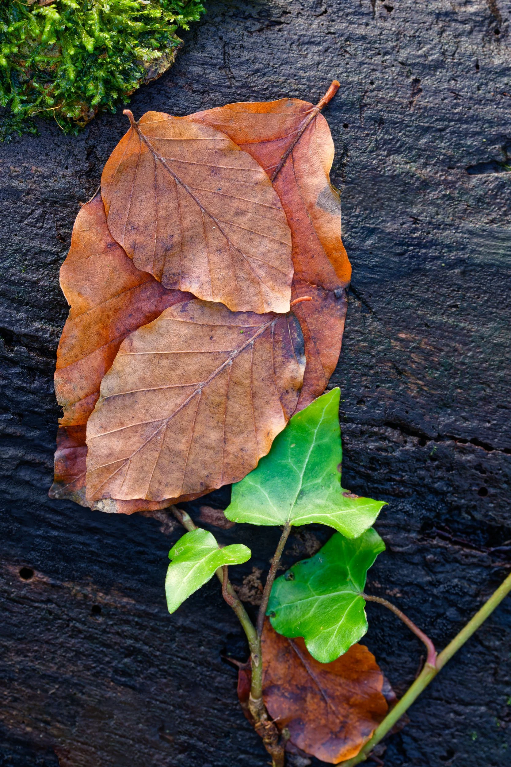 Hanging On - Ballyhoura Woodland