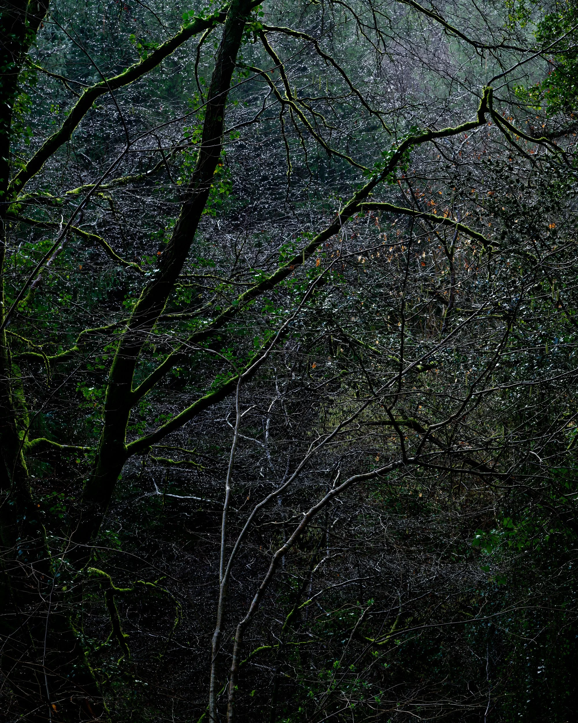 Bejeweled - Ballyhoura Woodland  

 
