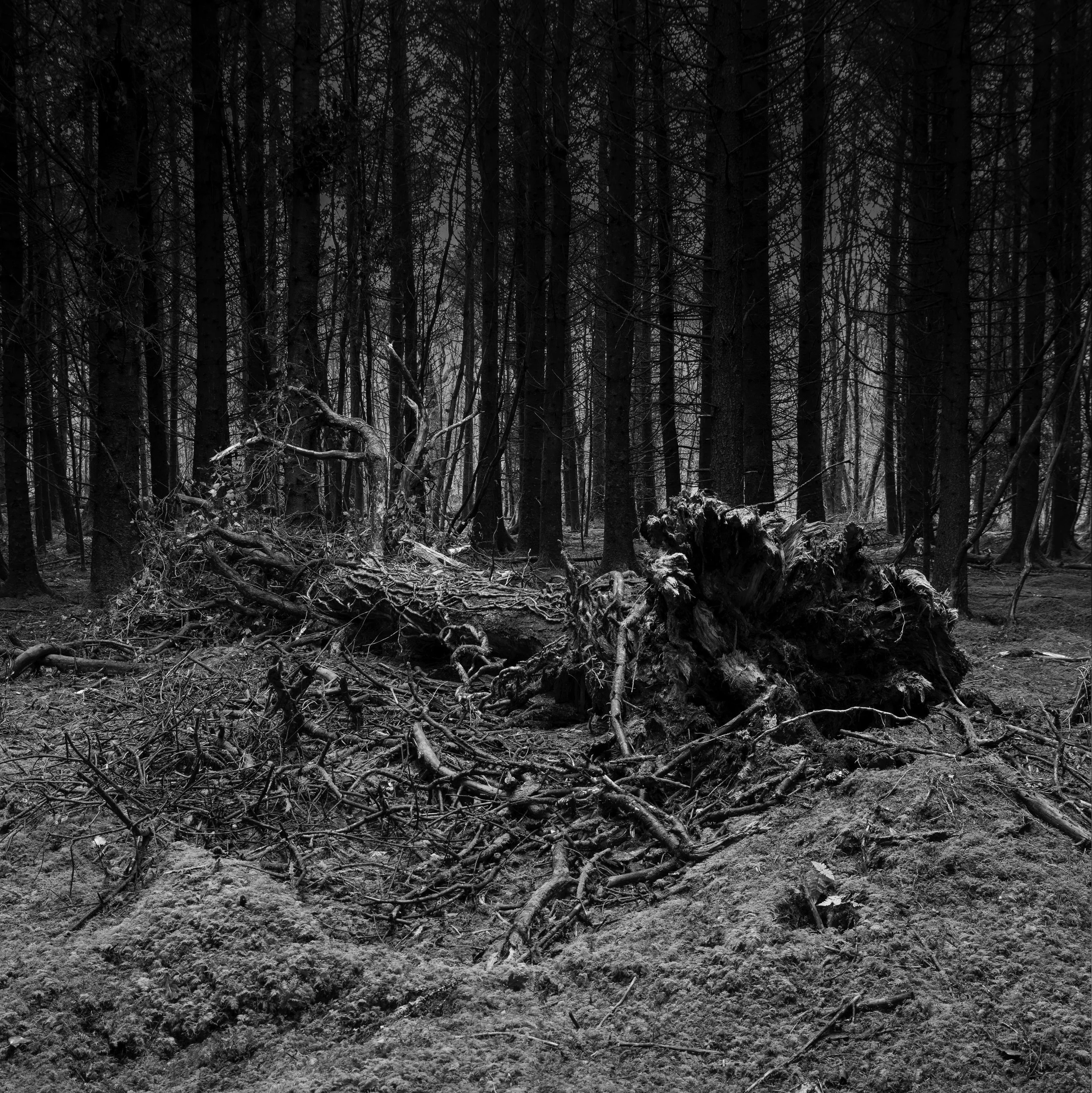 Woodland Wake.jpg