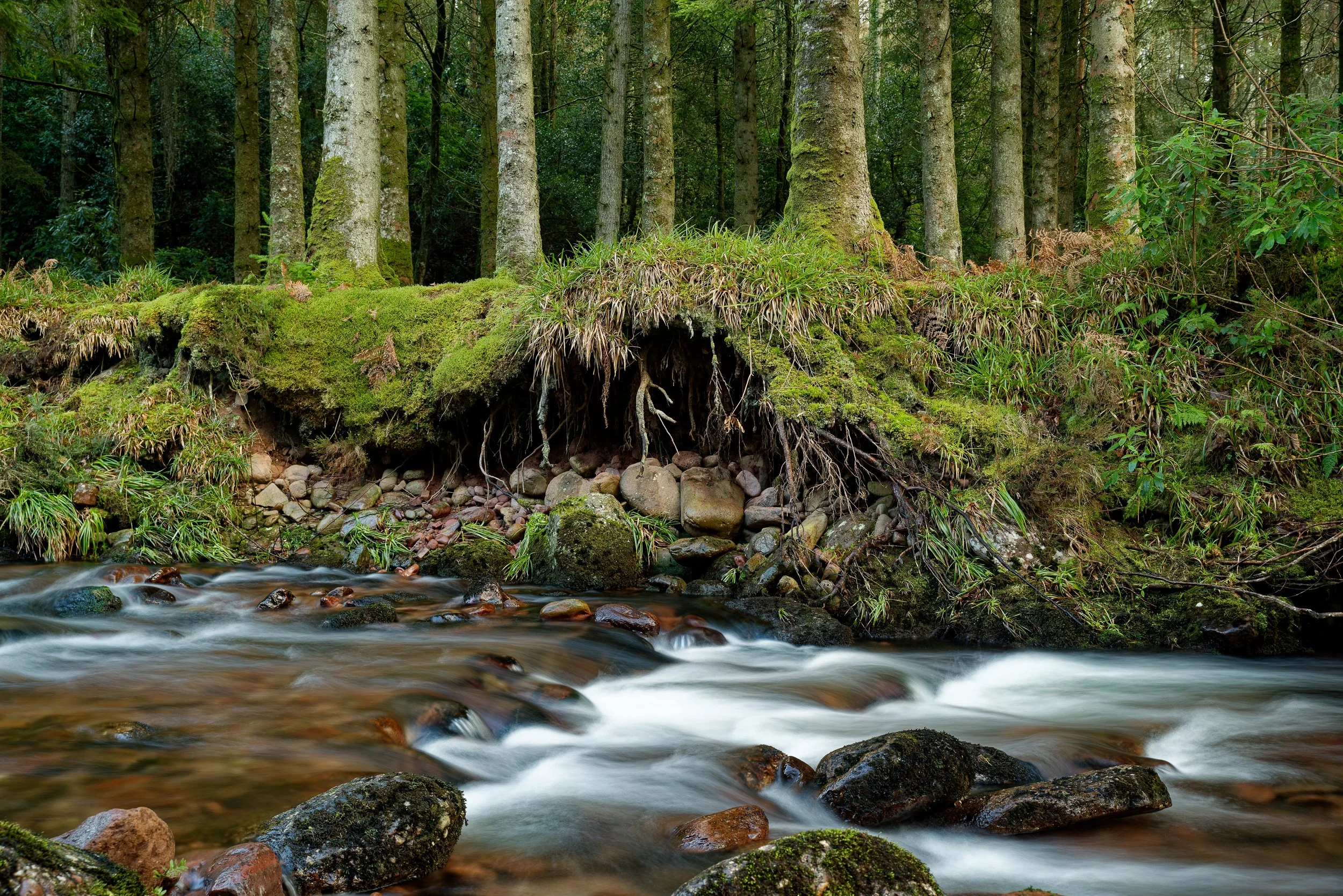 Changing Landscape - Glengarra Woods