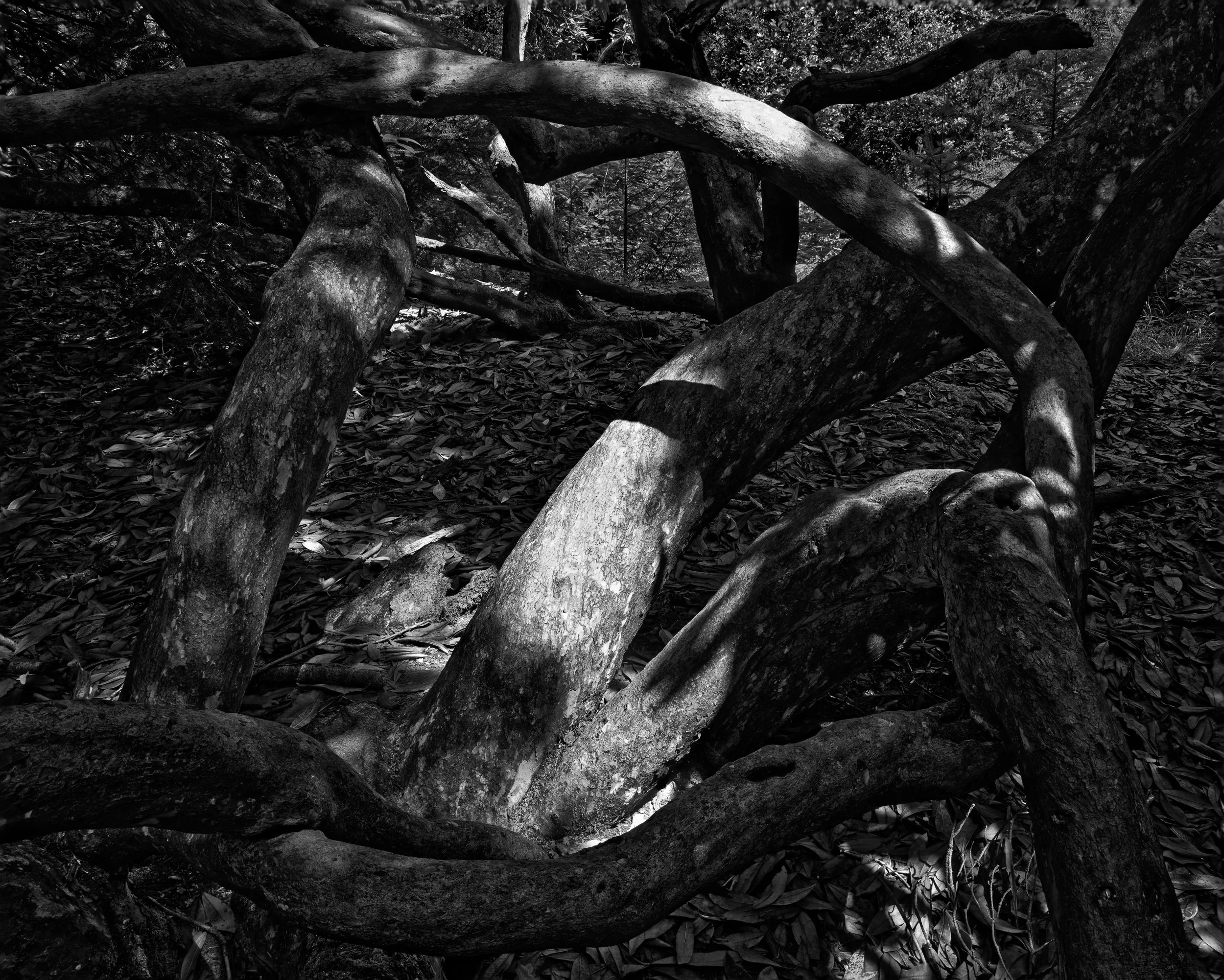 Entangled: Glengarra Woods