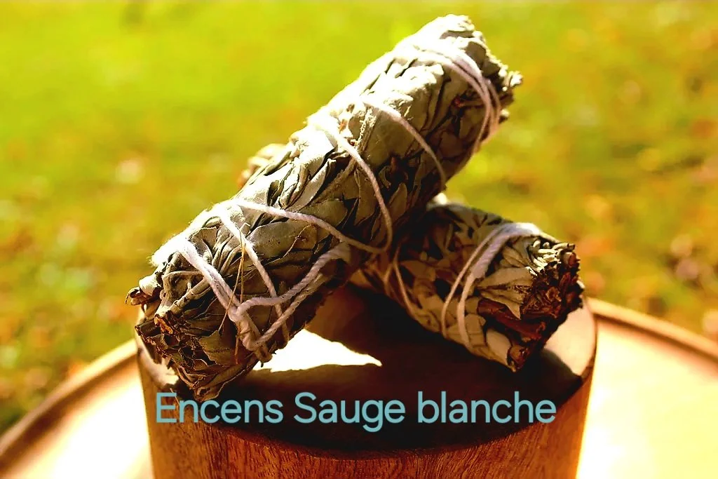 Sauge blanche