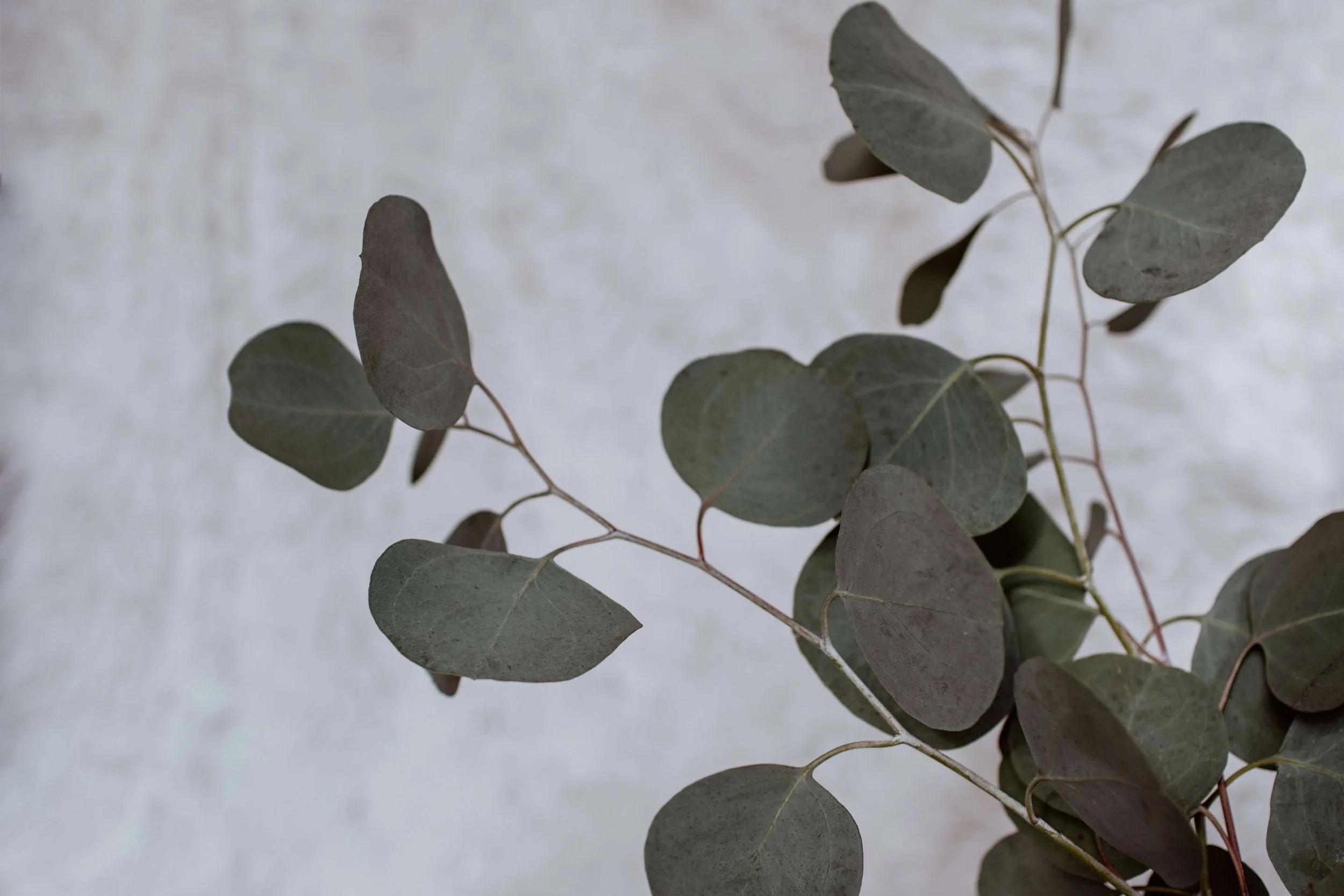 Close-up of dark green eucalyptus leaves against a light gray background.