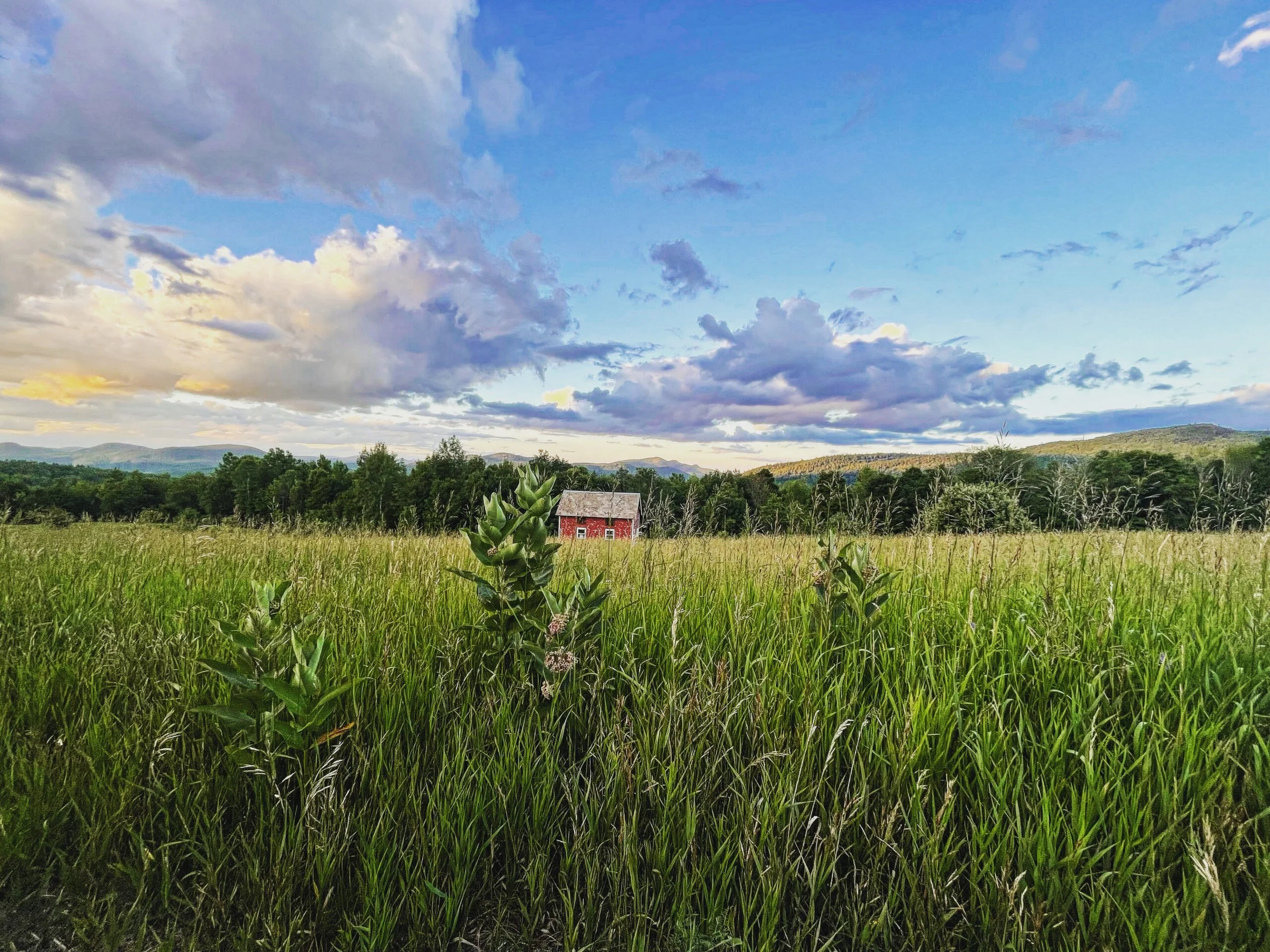 Tall grass in the foreground, a quaint red barn in the distance, with a cloud dotted sky overhead