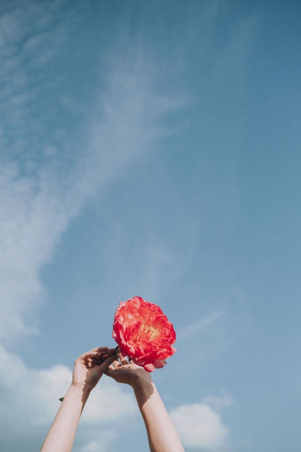 Two hands holding a large red flower against a partly cloudy blue sky.