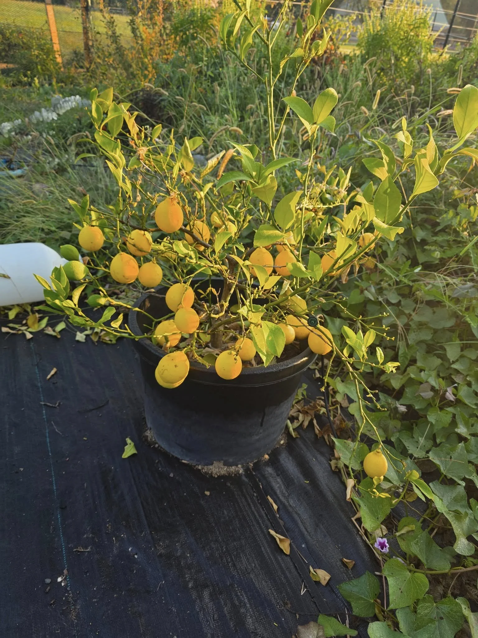 A potted lemon tree with yellow lemons in a garden during sunset.