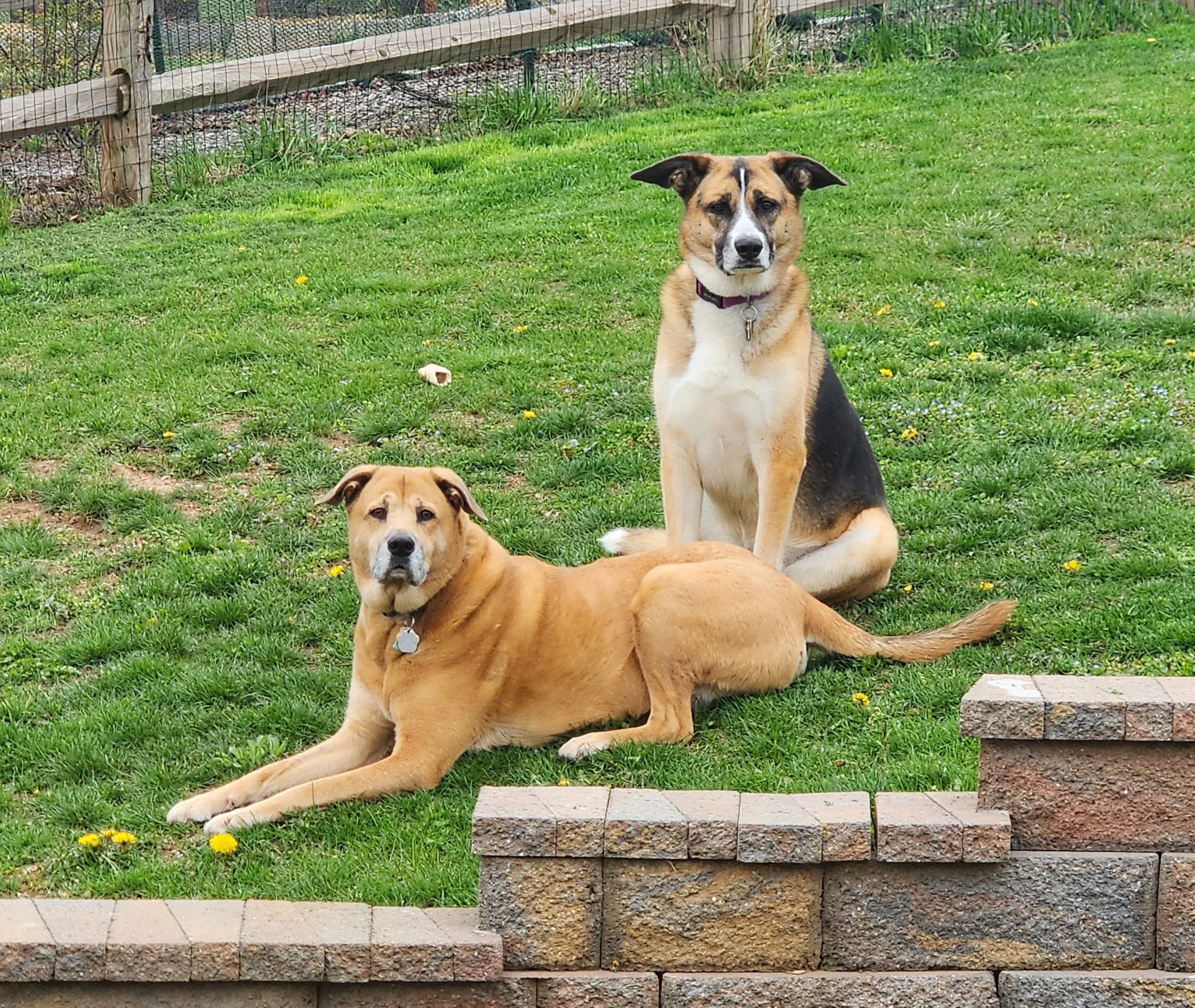 Two dogs on a grassy lawn, one lying down and the other sitting, near a brick step and a wooden fence.