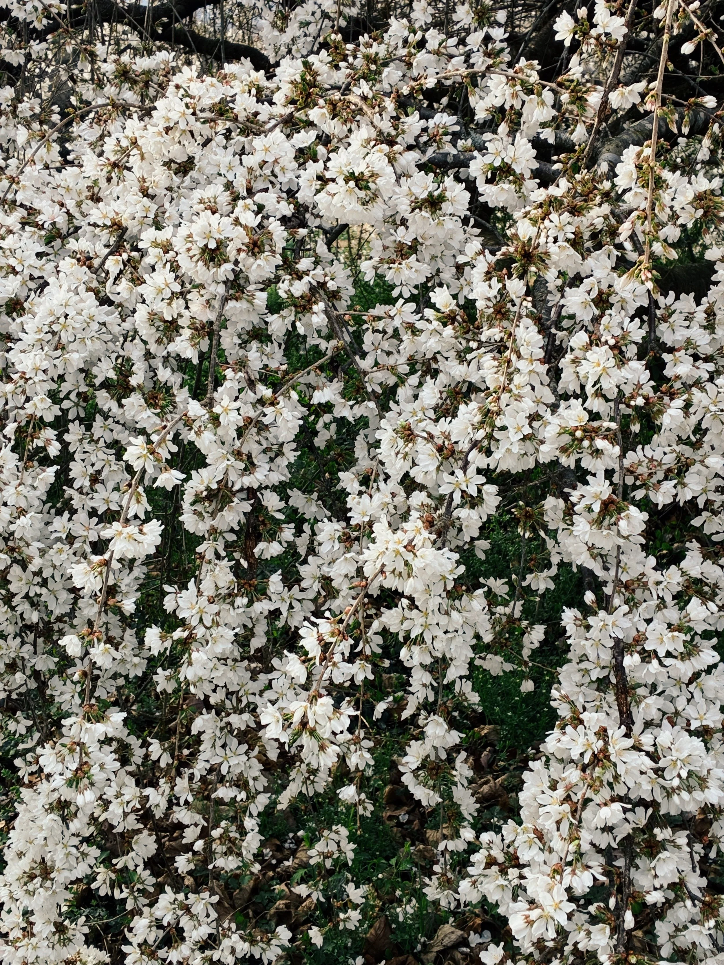 A dense cluster of white cherry blossoms on a tree with dark branches and green foliage visible underneath.