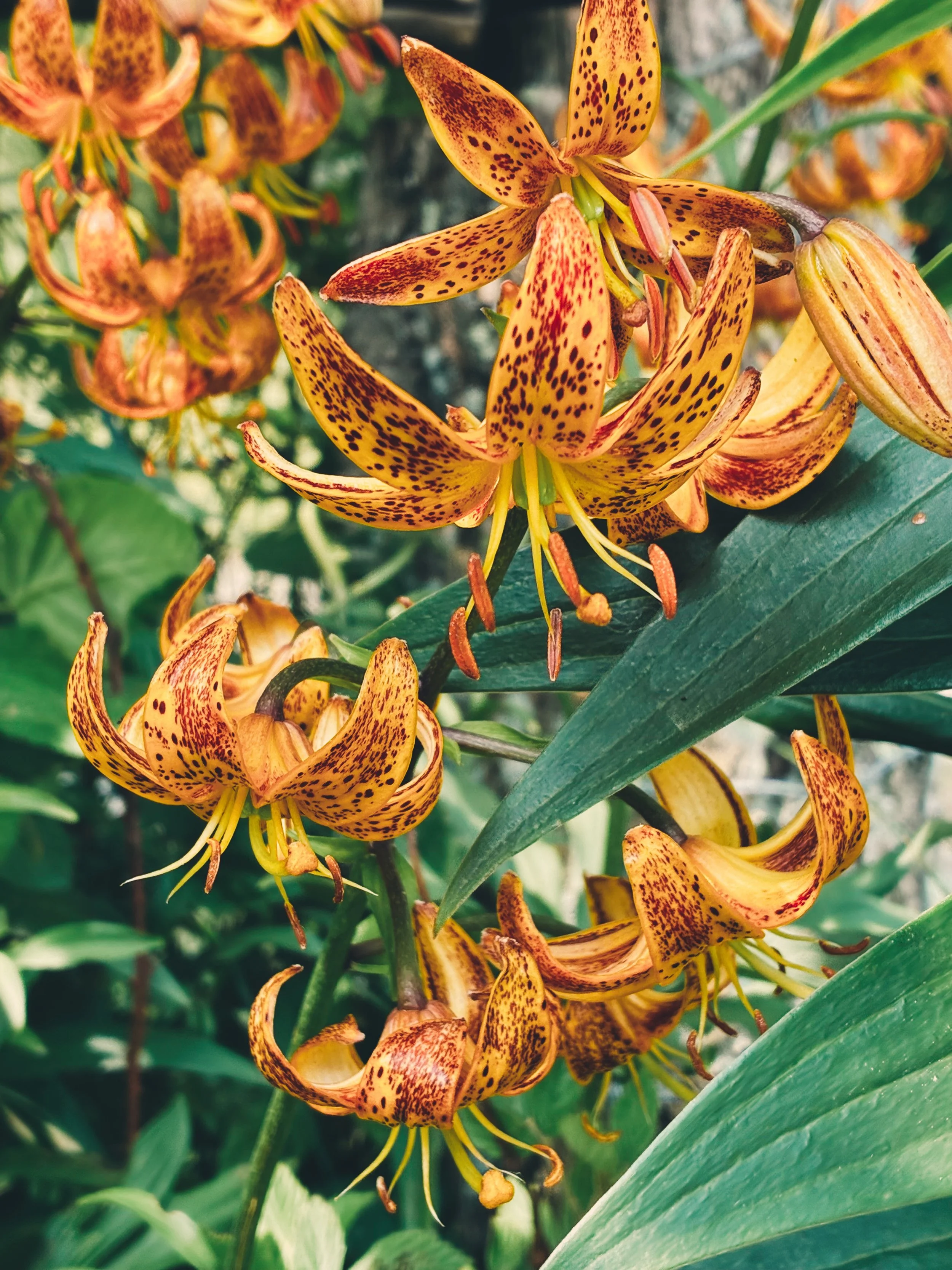 Close-up of orange and yellow lilies with spotted petals and long stamens surrounded by green leaves.