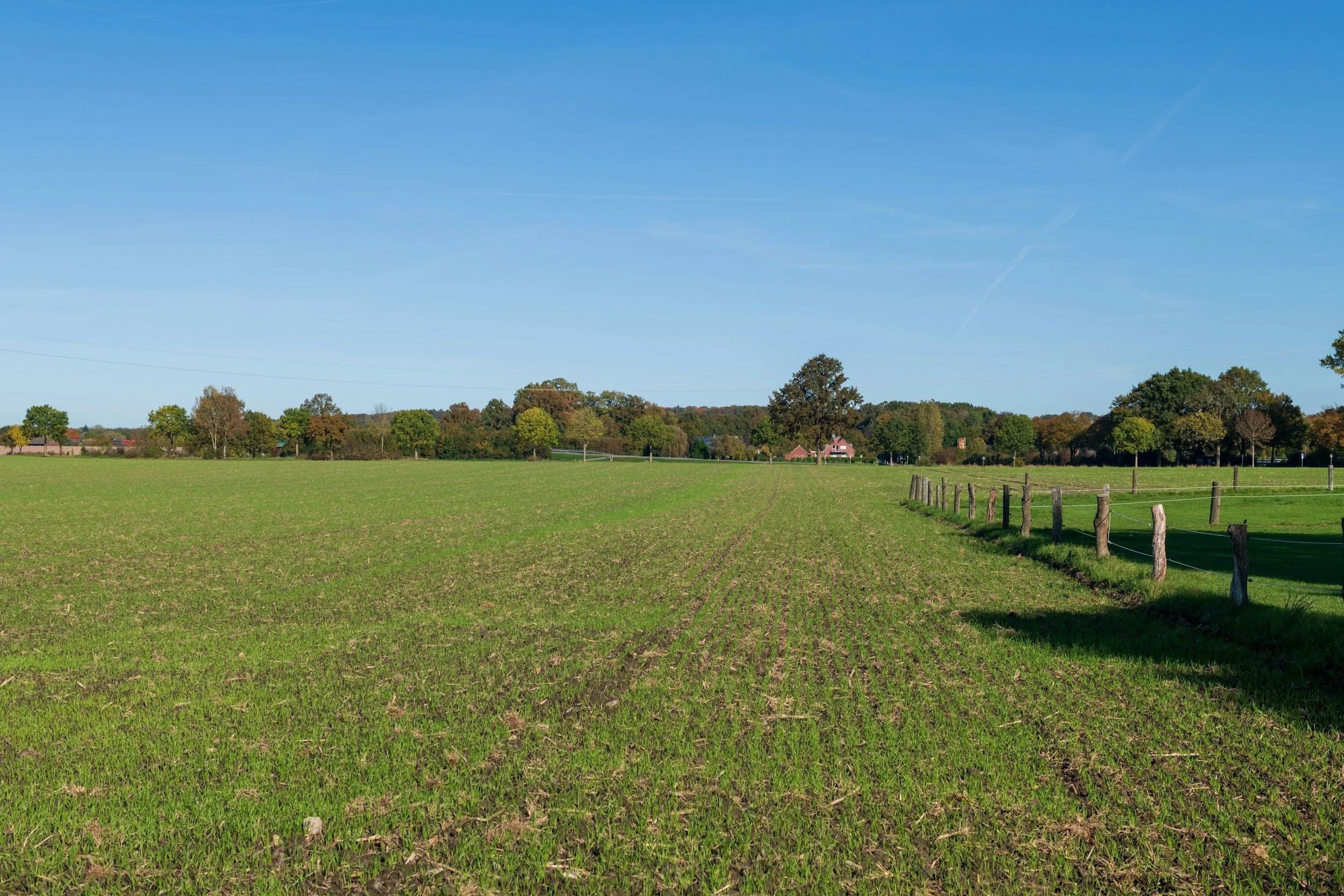 A grassy field with a row of trees in the background under a clear blue sky with a few wispy clouds.