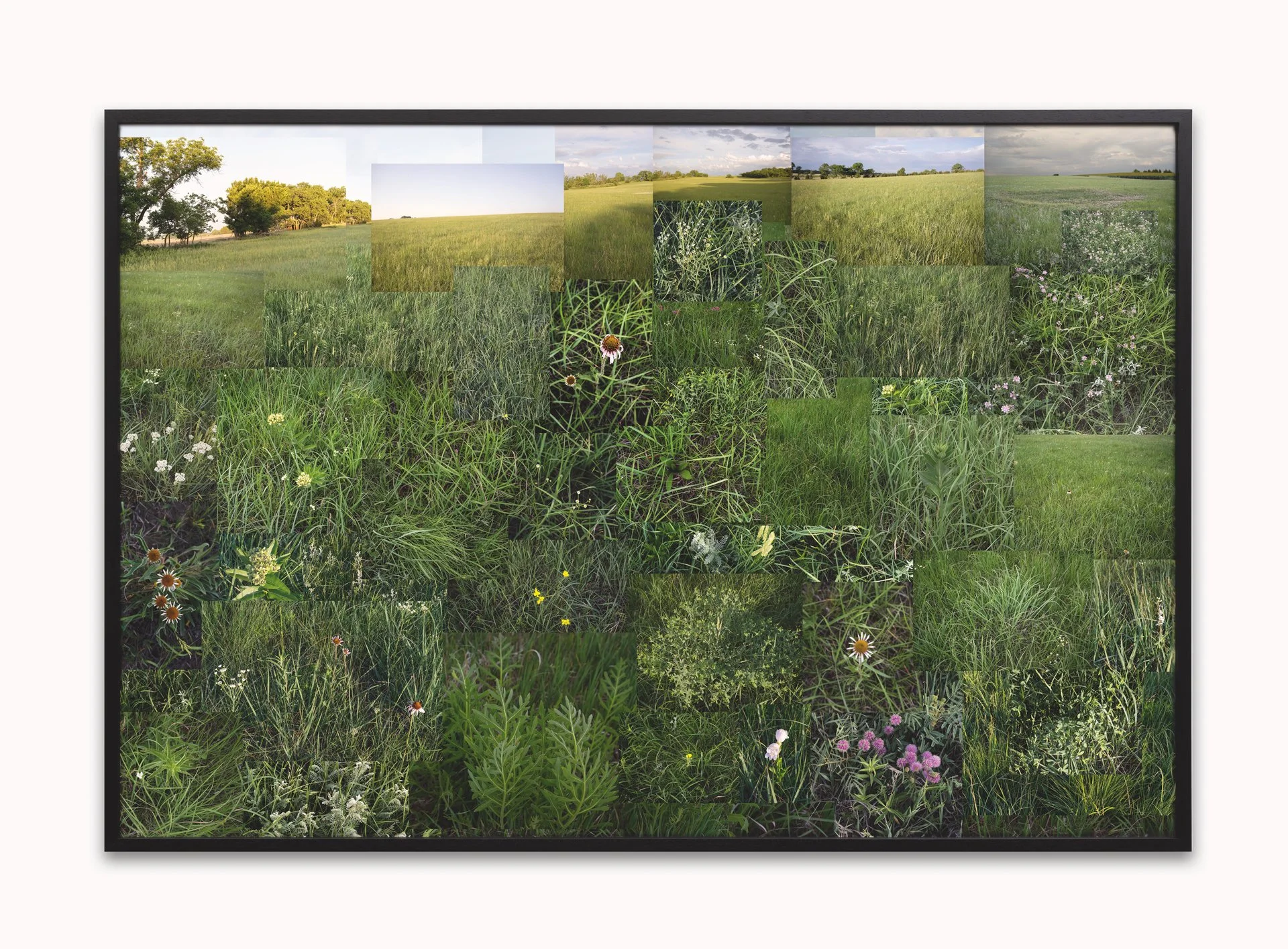 Summer Bur Oak by Terry Evans — a work acquired through DeGroot Fine Art’s fine art acquisition and collection management consulting services for corporate and private clients.