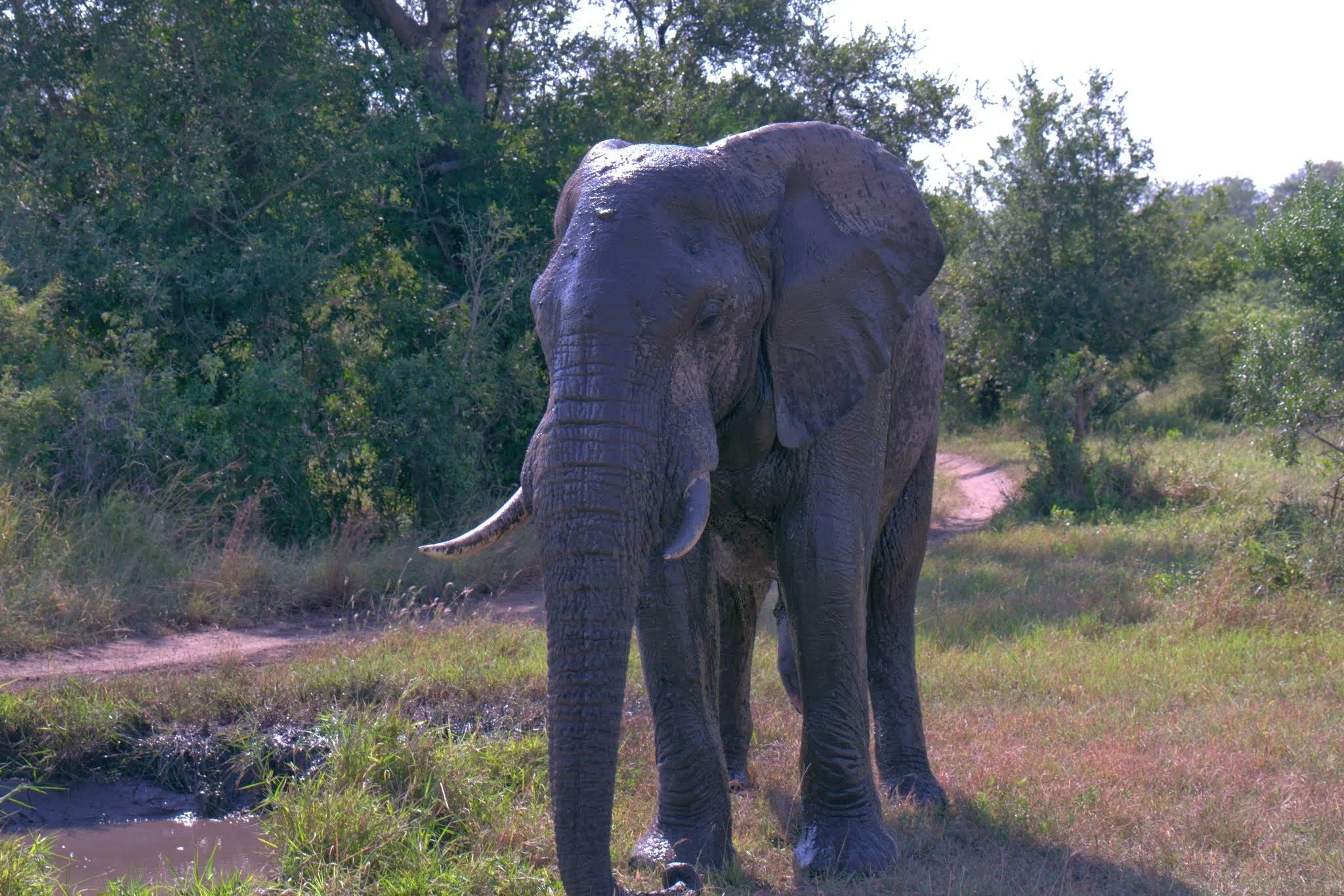 Elephant 7.jpg