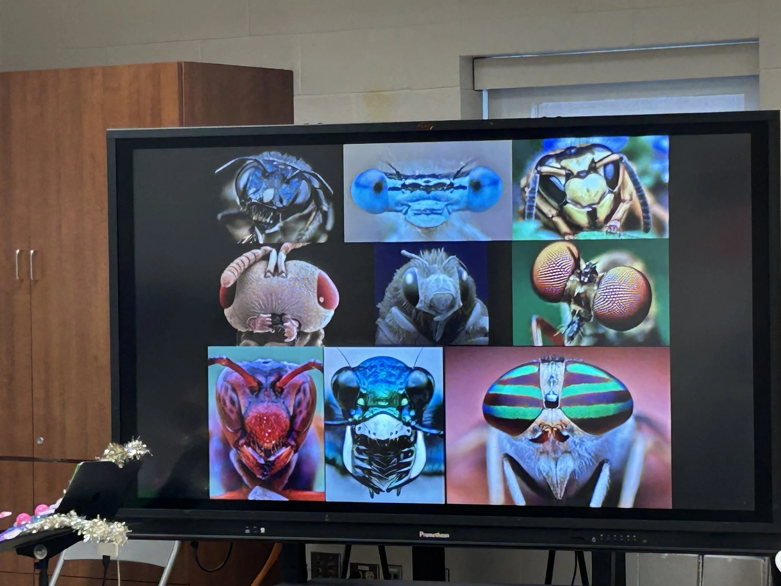 Display screen showing close-up images of colorful insect faces, including beetles, butterflies, and other insects, with vibrant and detailed features.