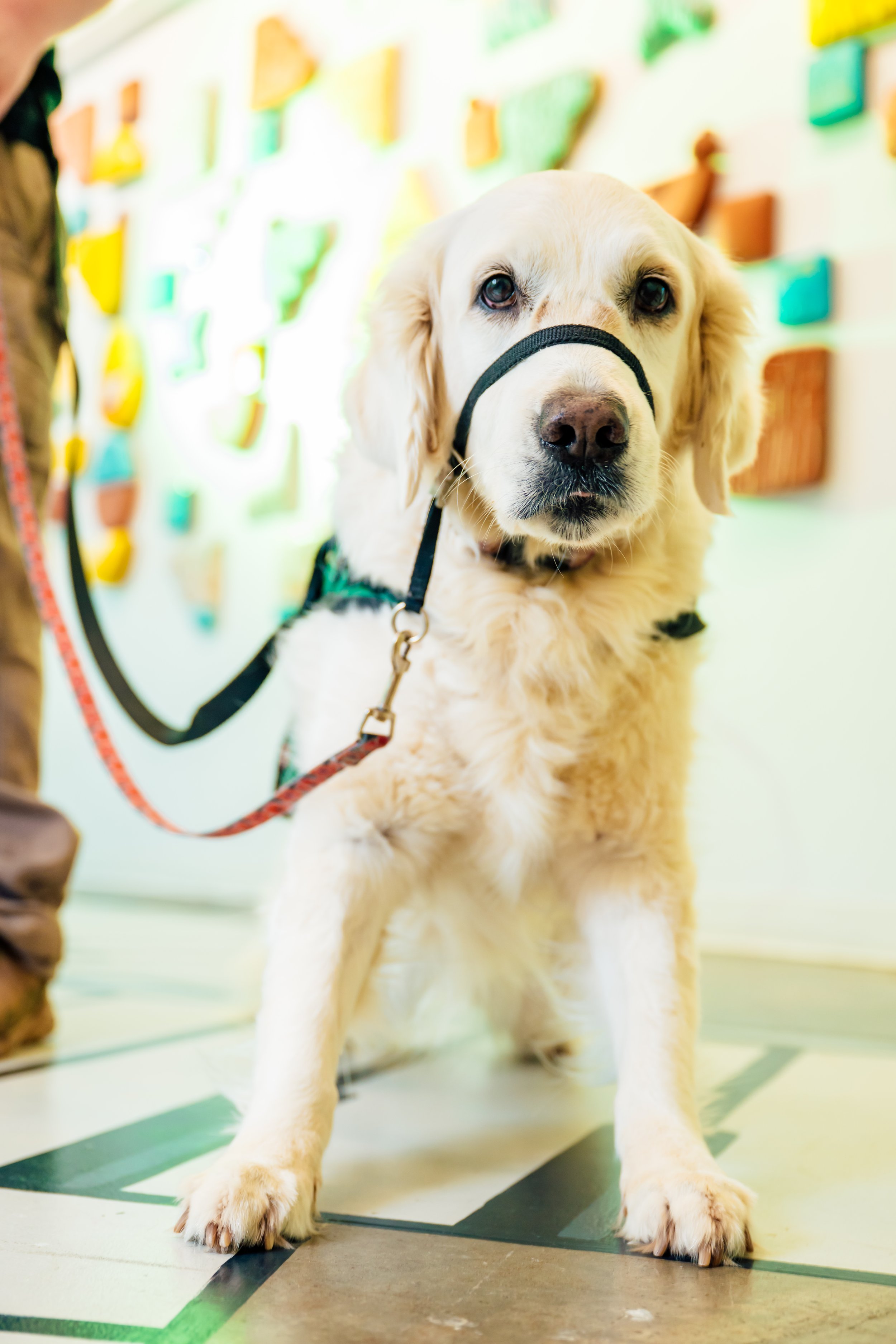 A golden retriever puppy wearing a harness, sitting on a tiled floor, looking directly at the camera with a blurred colorful wall in the background.