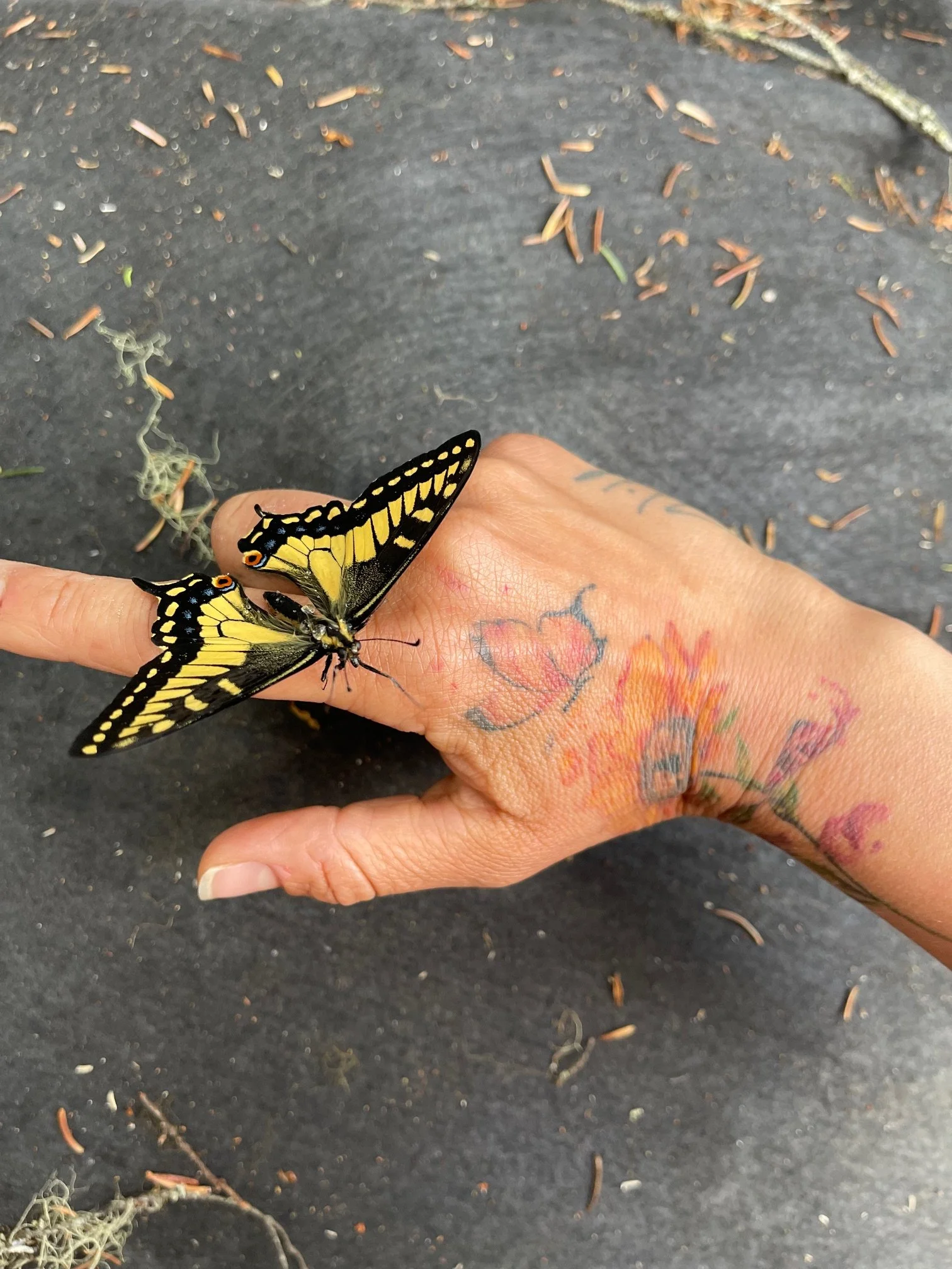 A yellow and black butterfly resting on a Rileys finger exposing her tattoo, on a dark outdoor surface scattered with pine needles and small twigs.
