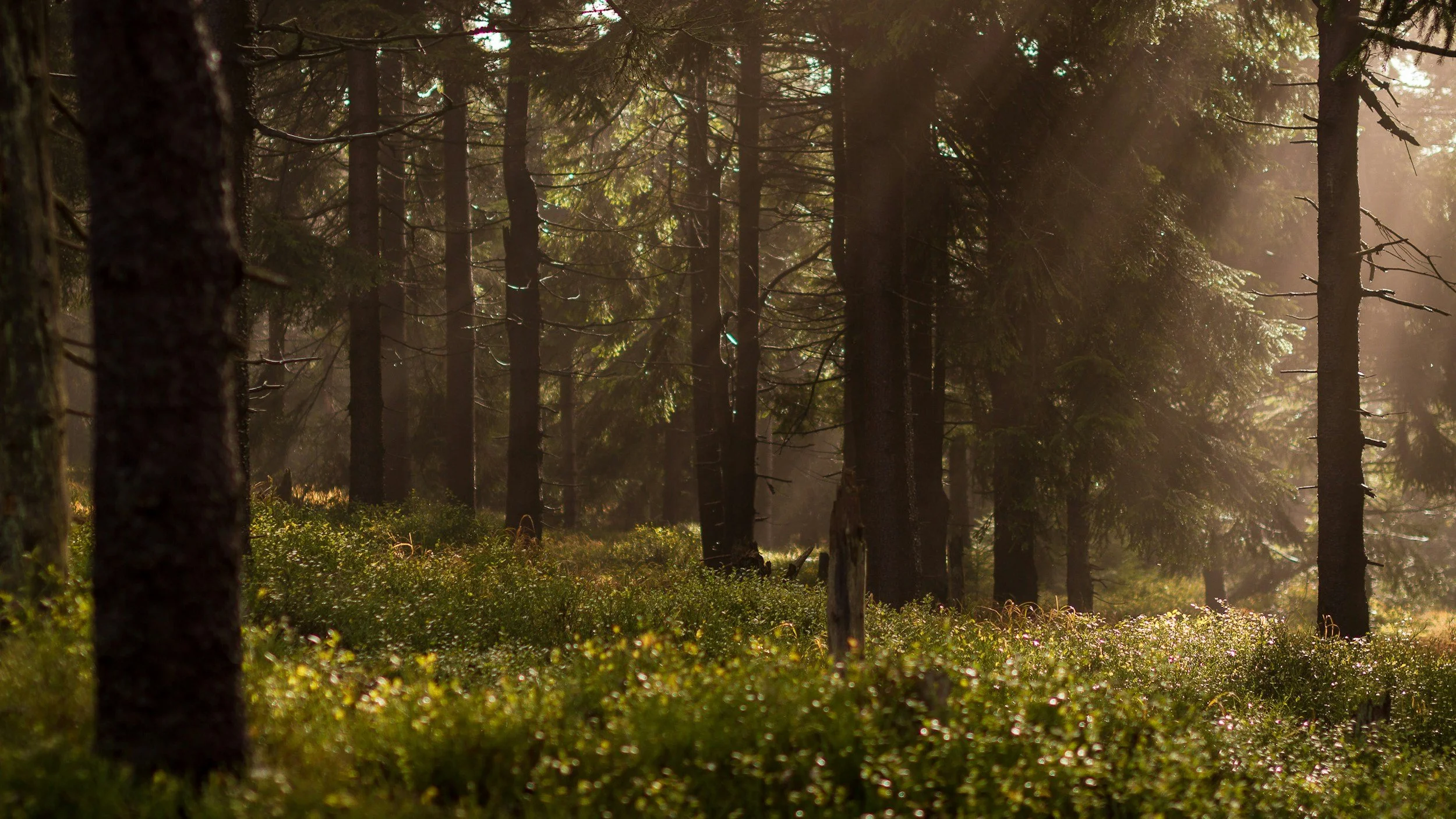 There is a bright forest of tall evergreen trees and the mossy ground is illuminated by sunlight peeking in.