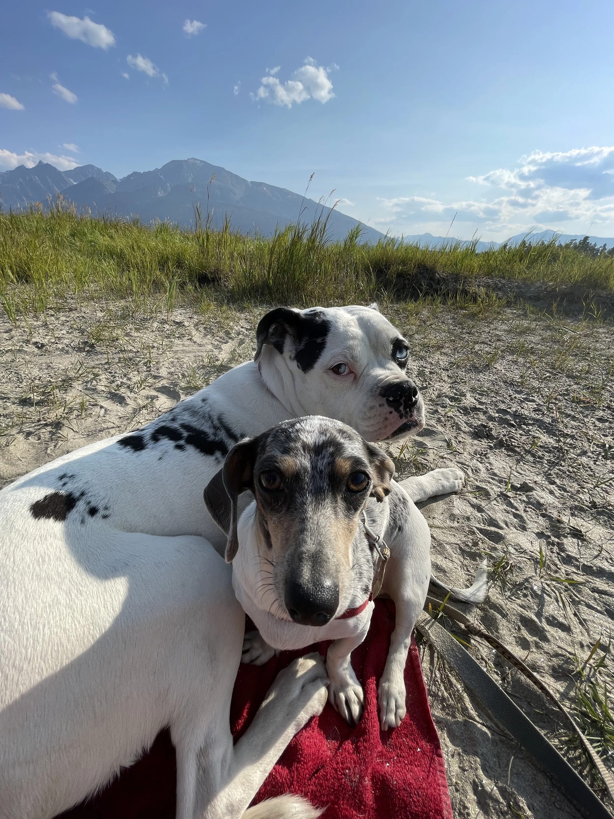 Two dogs named Boo and Smudge lying on a red blanket on a sandy ground with mountains and blue sky in the background.