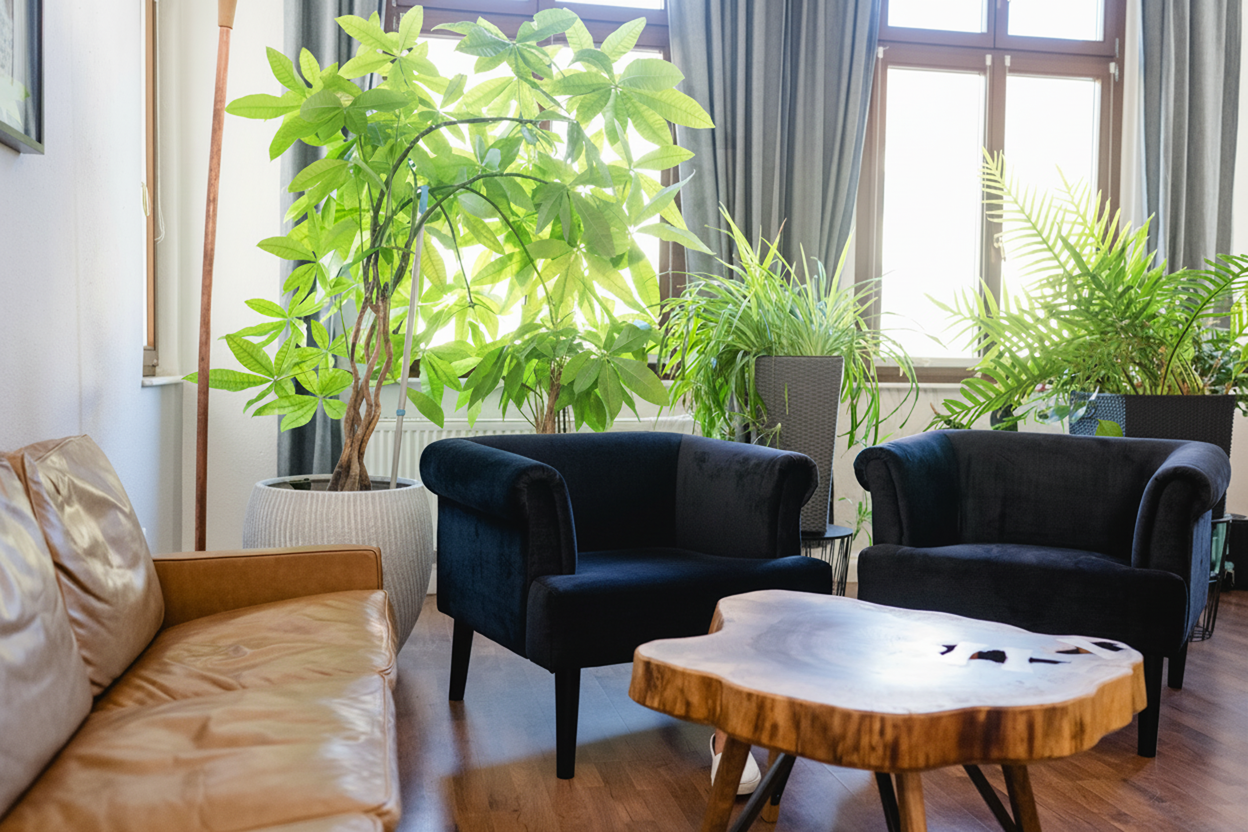 Wohnzimmer mit großen Fenstern, mehreren grünen Zimmerpflanzen, braunem Leder-Sofa, schwarzem Sessel und einem runden Holztisch.