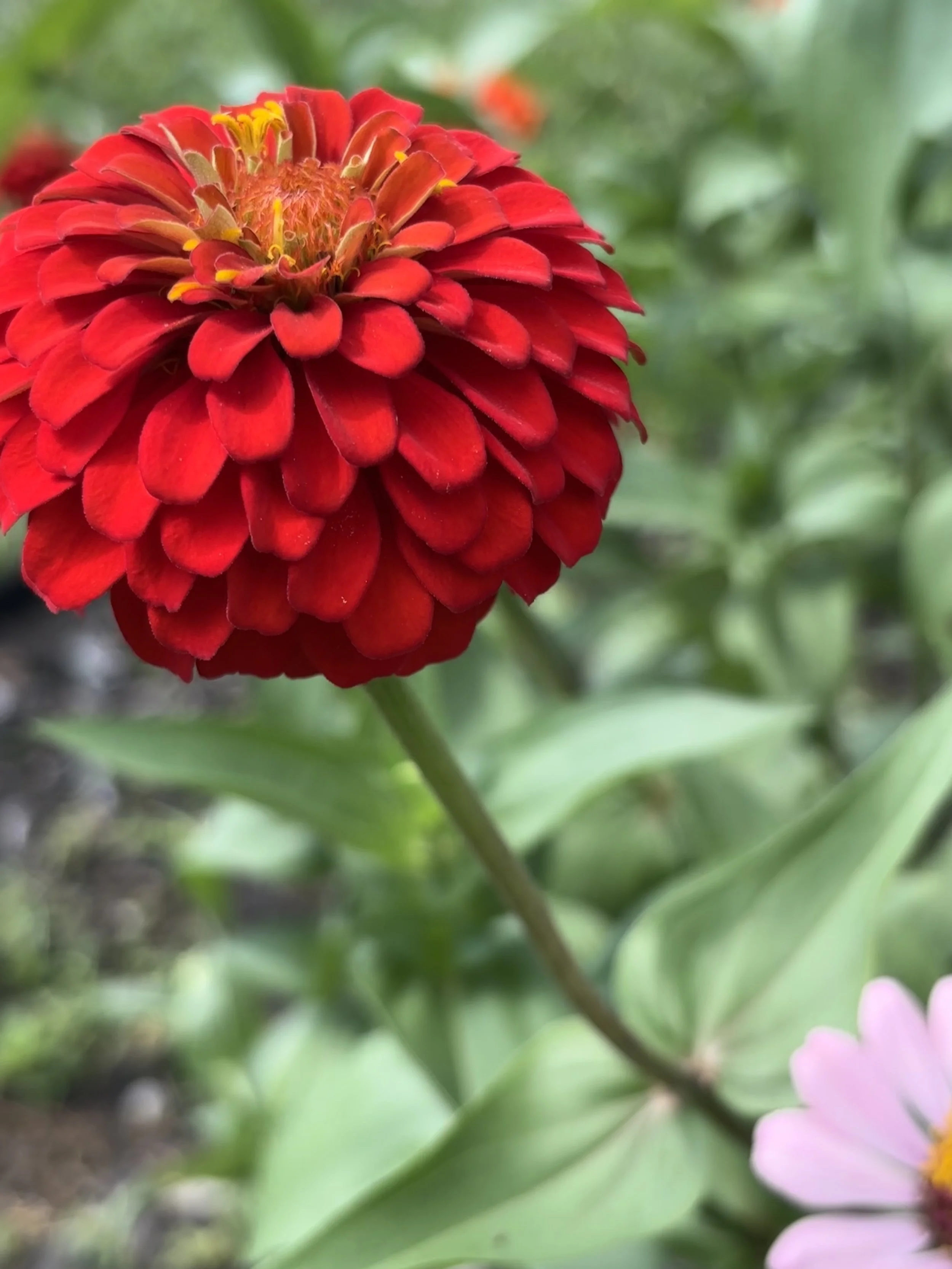 What My Lawn Taught Me About Following Jesus