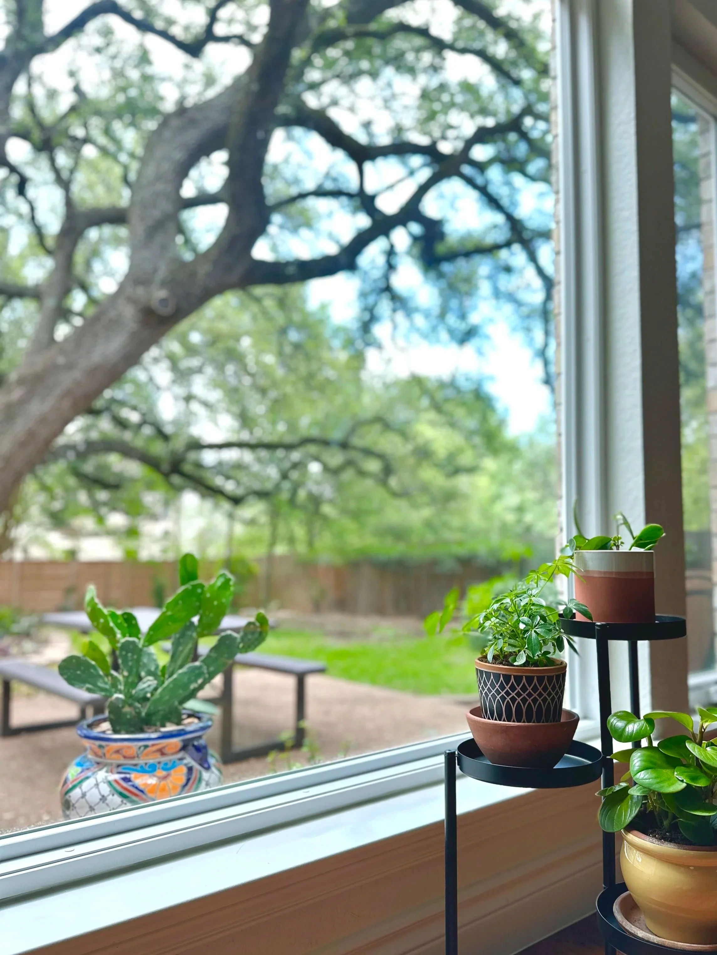 Indoor potted house plants and cactus near large window with heritage Great Oaks trees in Brushy Creek Texas yard where Austin, Cedar Park, and Round Rock meet near Avery Ranch for peaceful background display