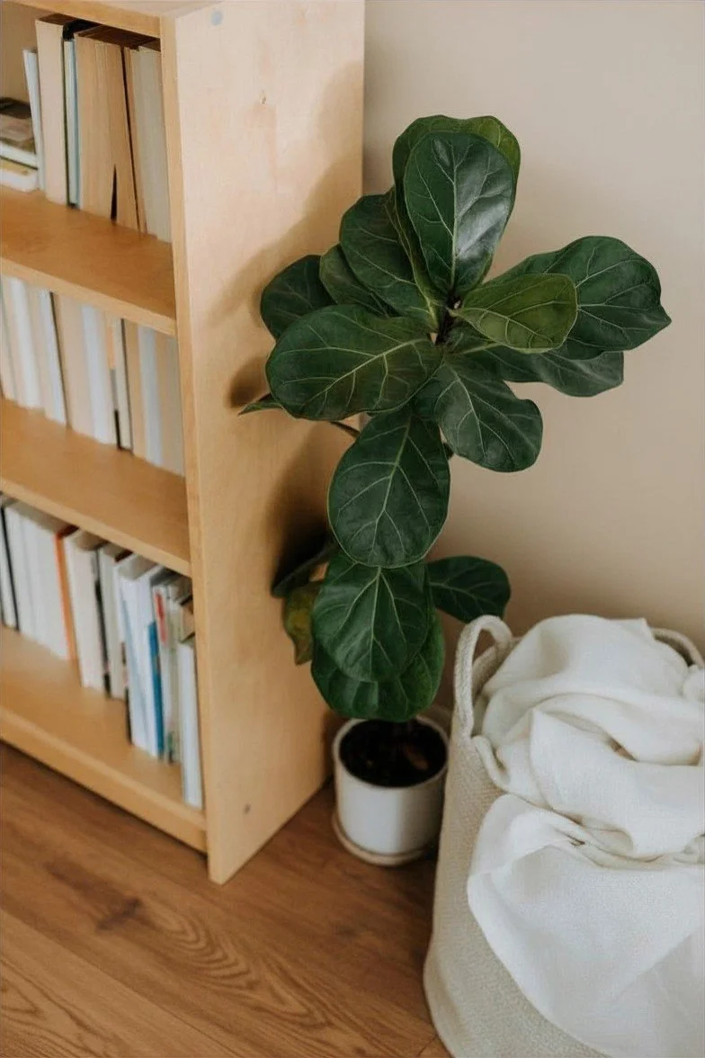 Bookshelf with clinical medical and nutrition textbooks on anatomy and physiology, metabolism next to a potted fiddle leaf fig houseplant with cozy blanket in a soft woven basket where clinical experience meets at home comfort and practicality