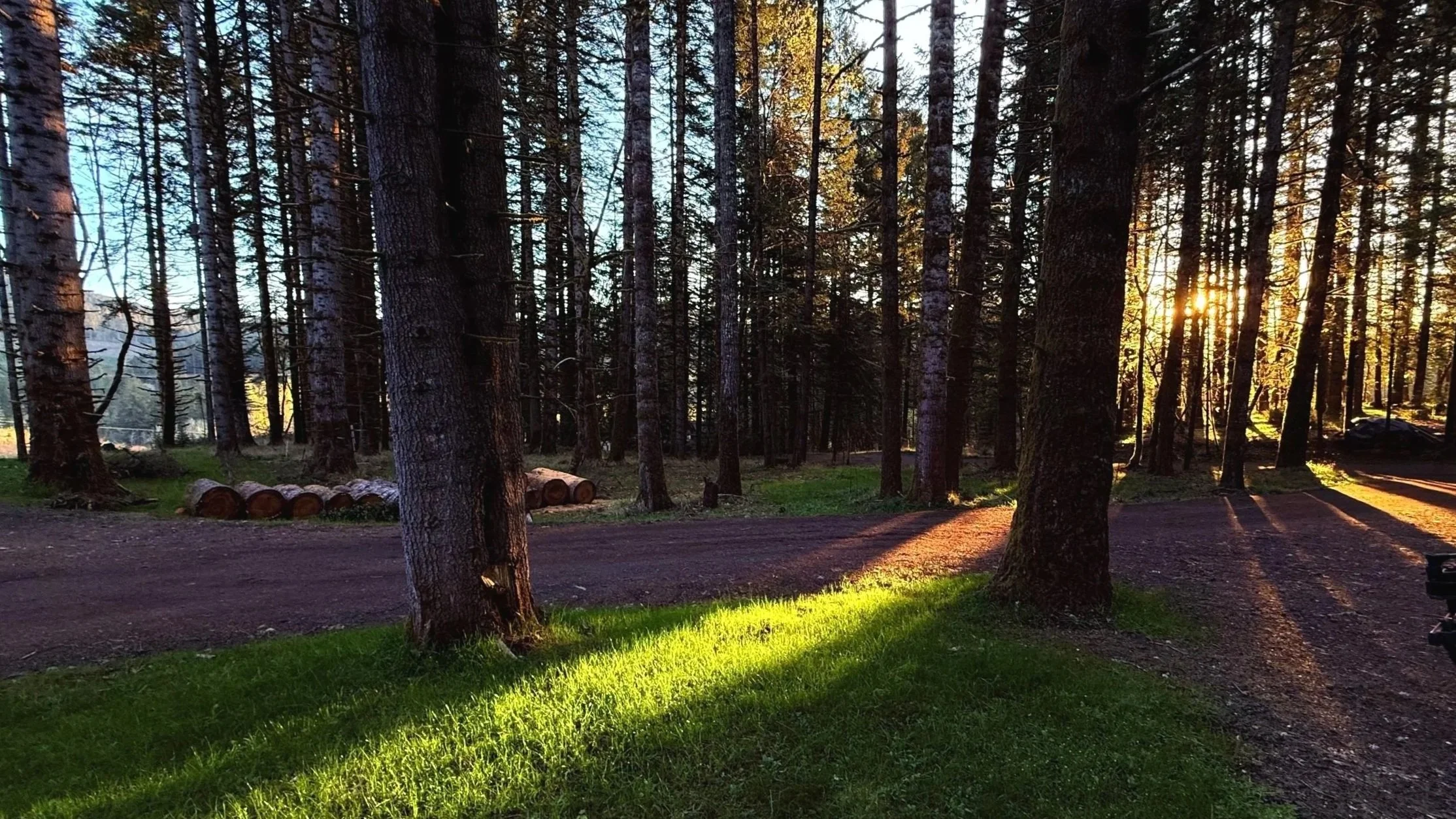 Tall Douglas firs on the property of The Fundamental Sense massage studio, golden light filtering through the trees at sunset, Corvallis Oregon