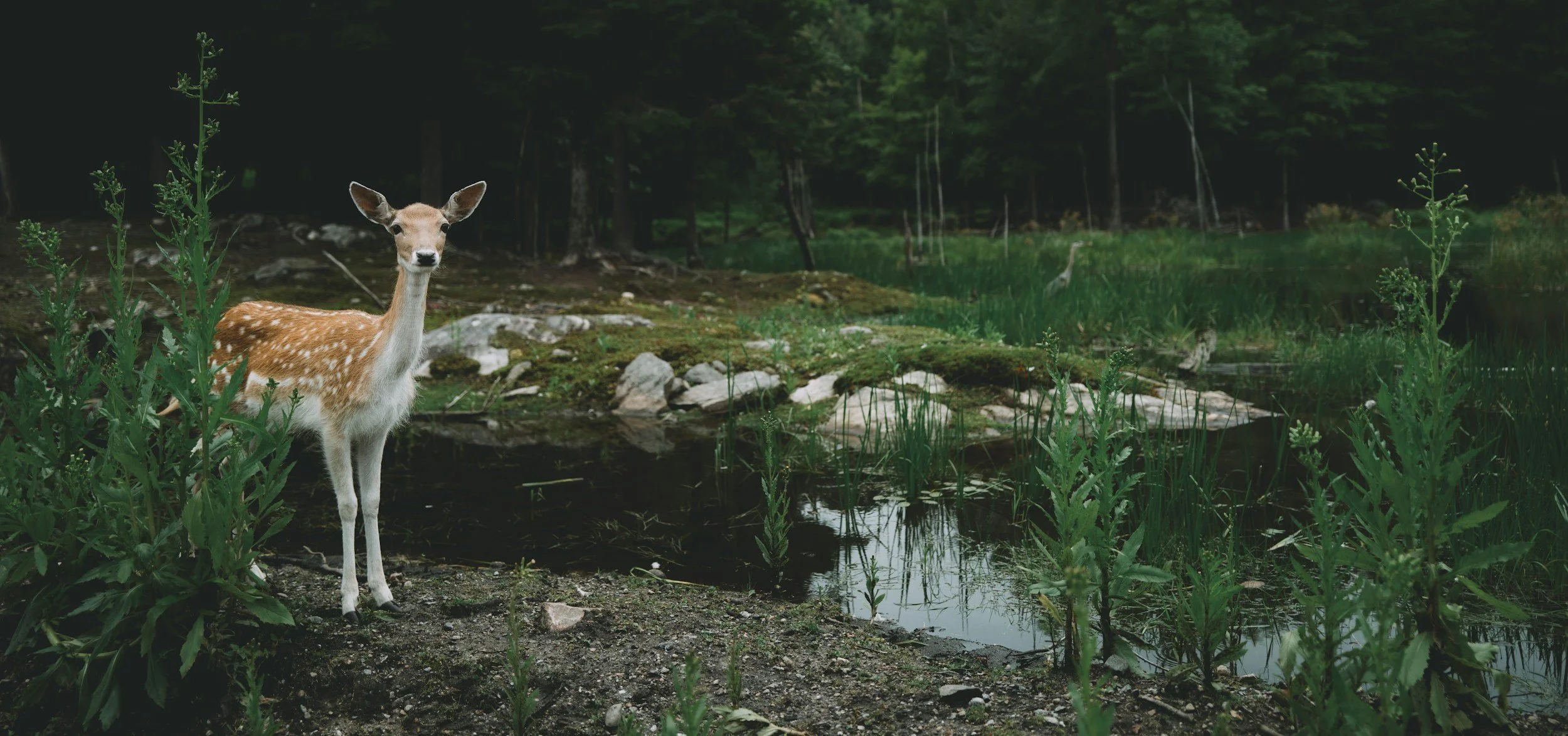 Fawn standing near a small pond in a forested area.