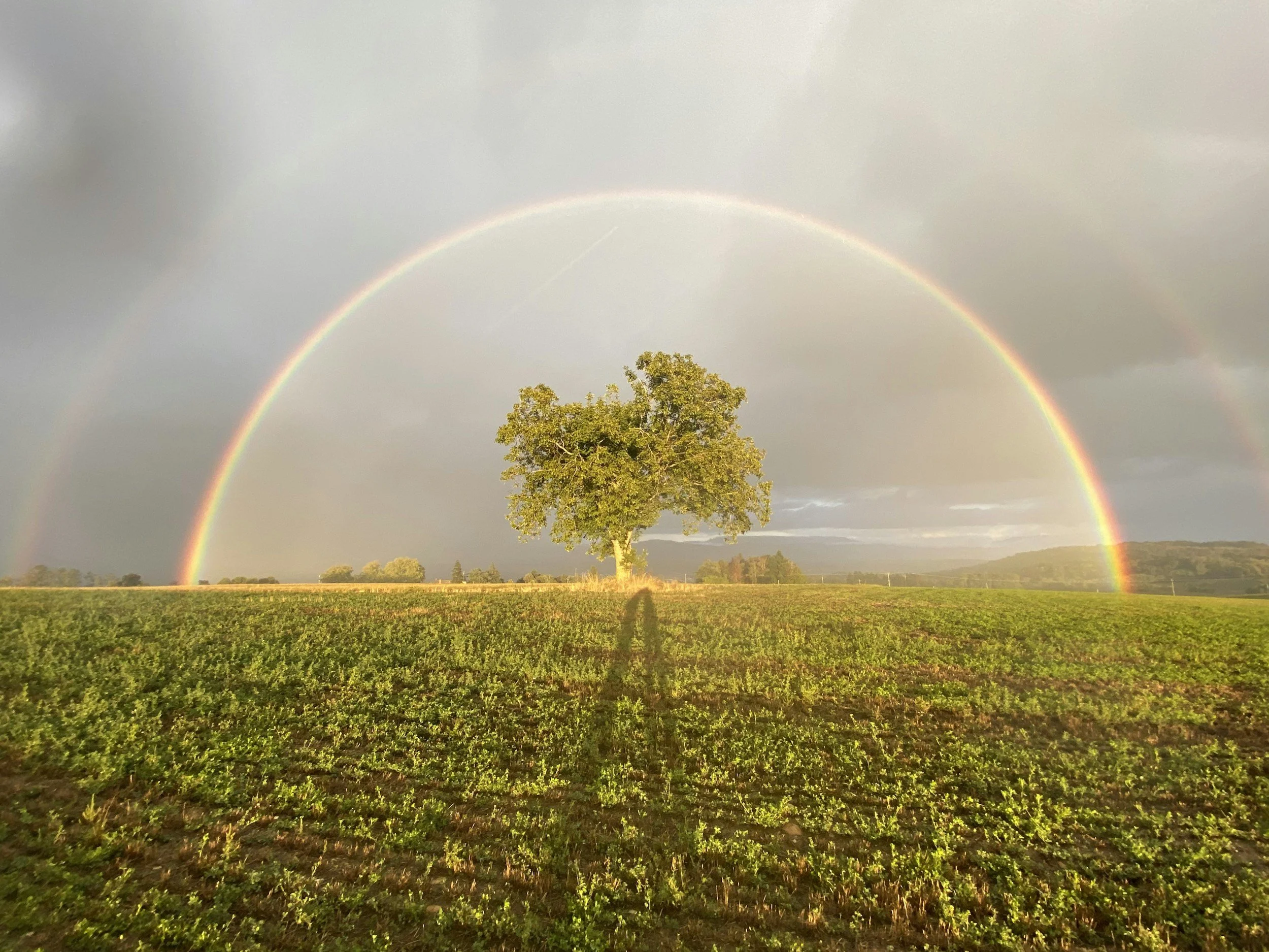 A single tree in a field with a double rainbow and cloudy sky in the background.