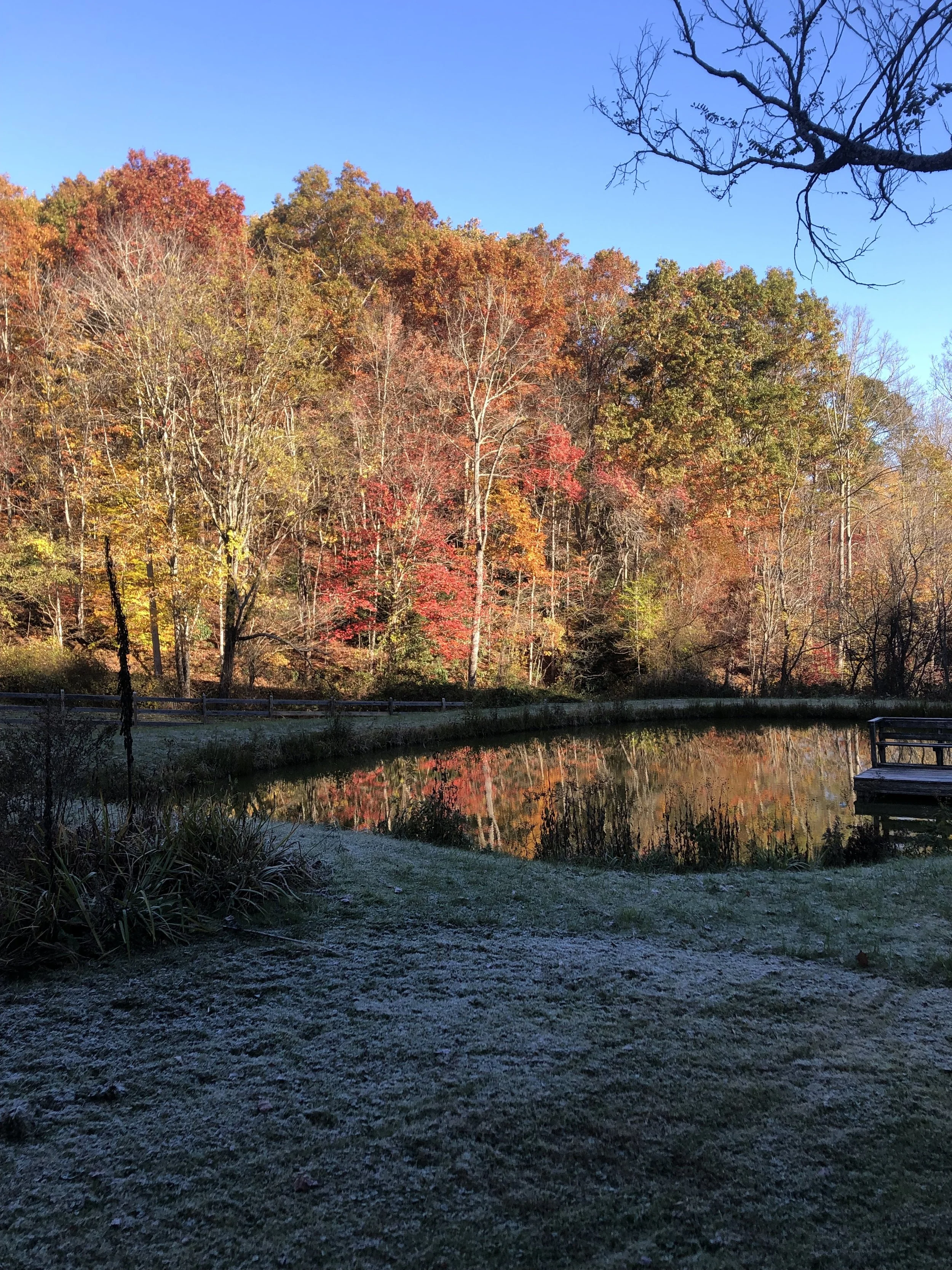 Autumn trees with colorful leaves reflecting in a pond, with a clear blue sky and grassy area in the foreground.